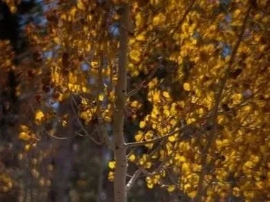 A photo of a birch tree with sun shining behind glowing yellow and brown leaves