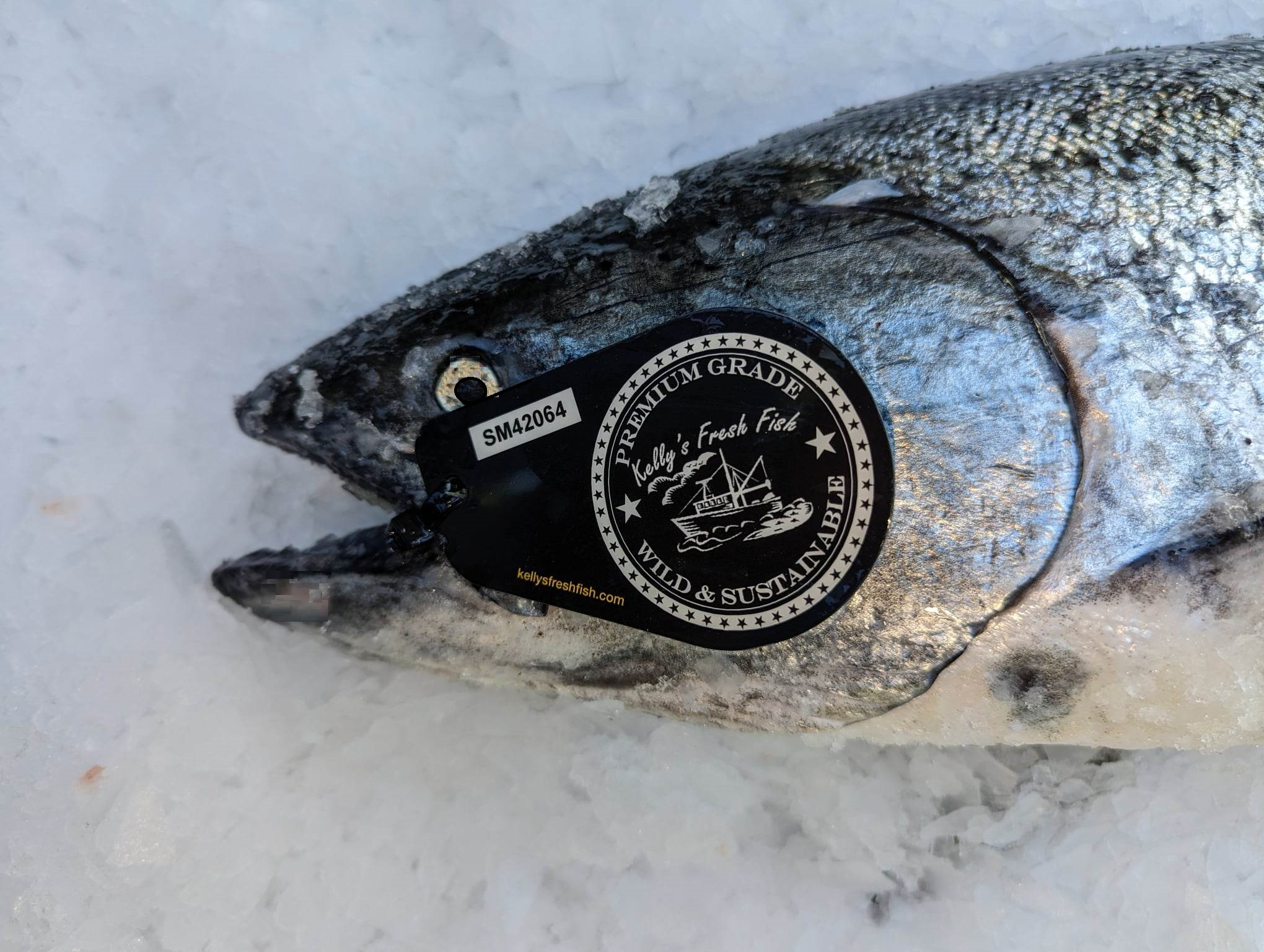 Chinook with New Tag .png