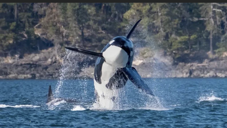 Orca 1.PNG
