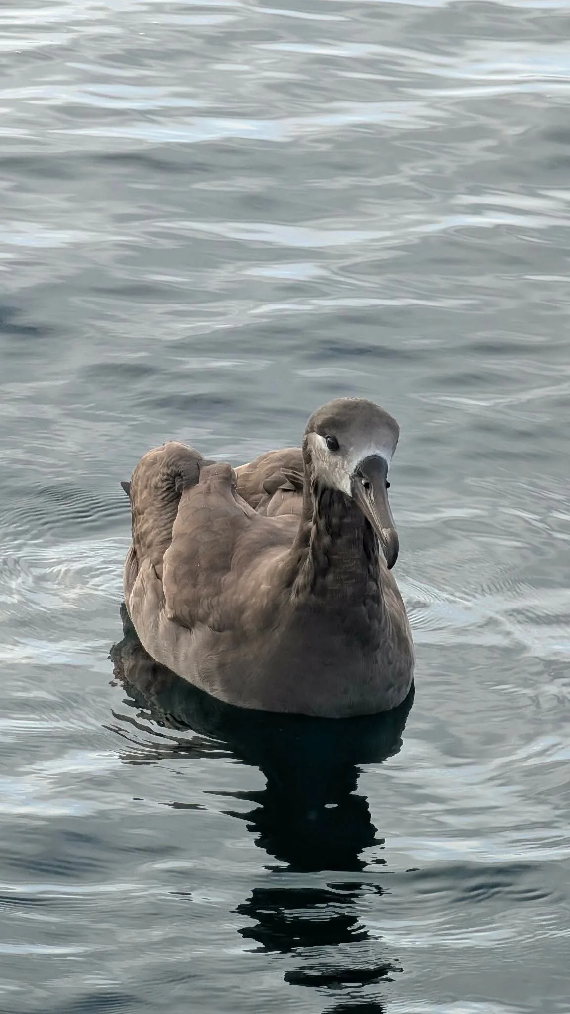 Black Footed Albatross 