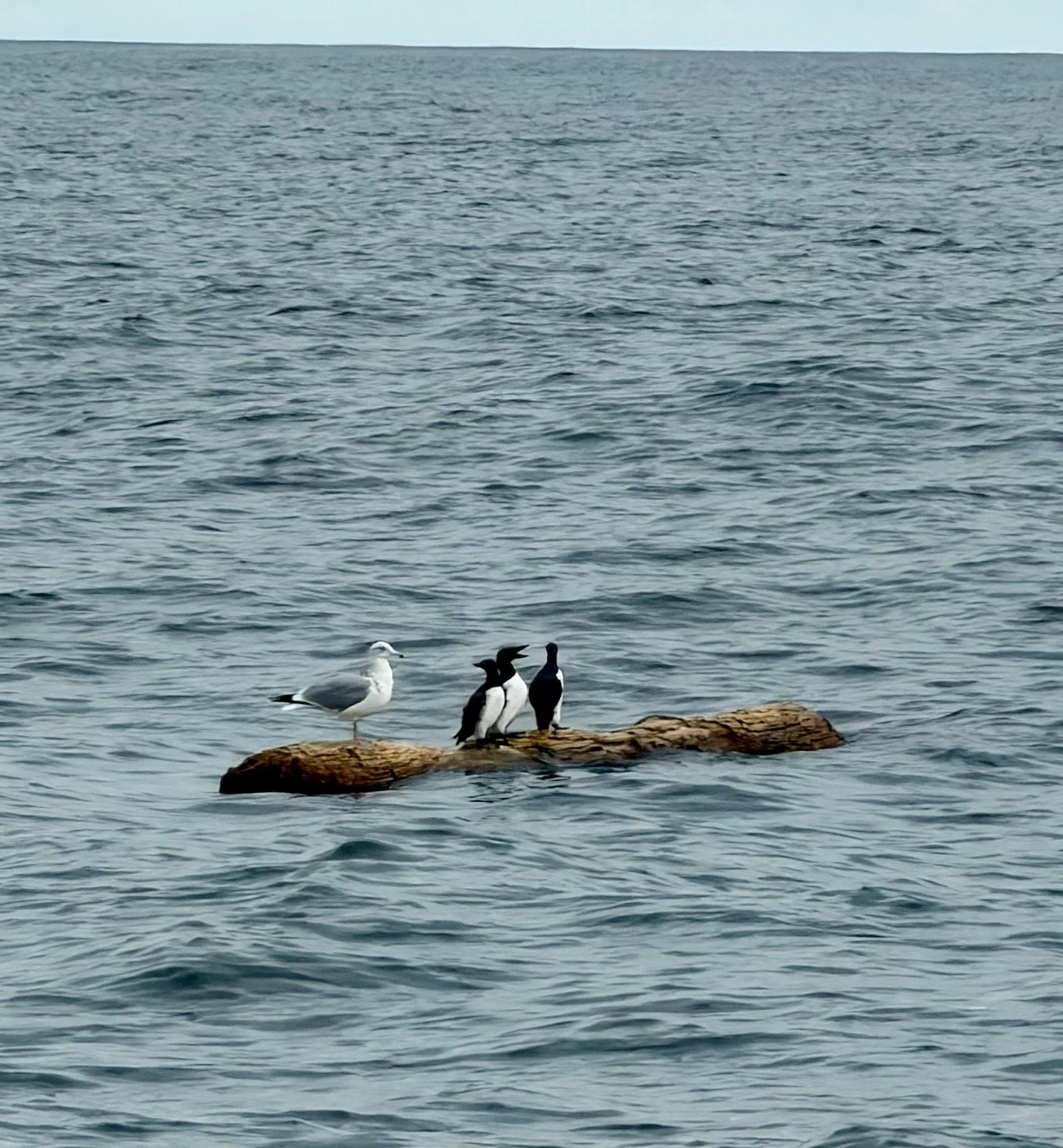 A Gull and Common Murres  
