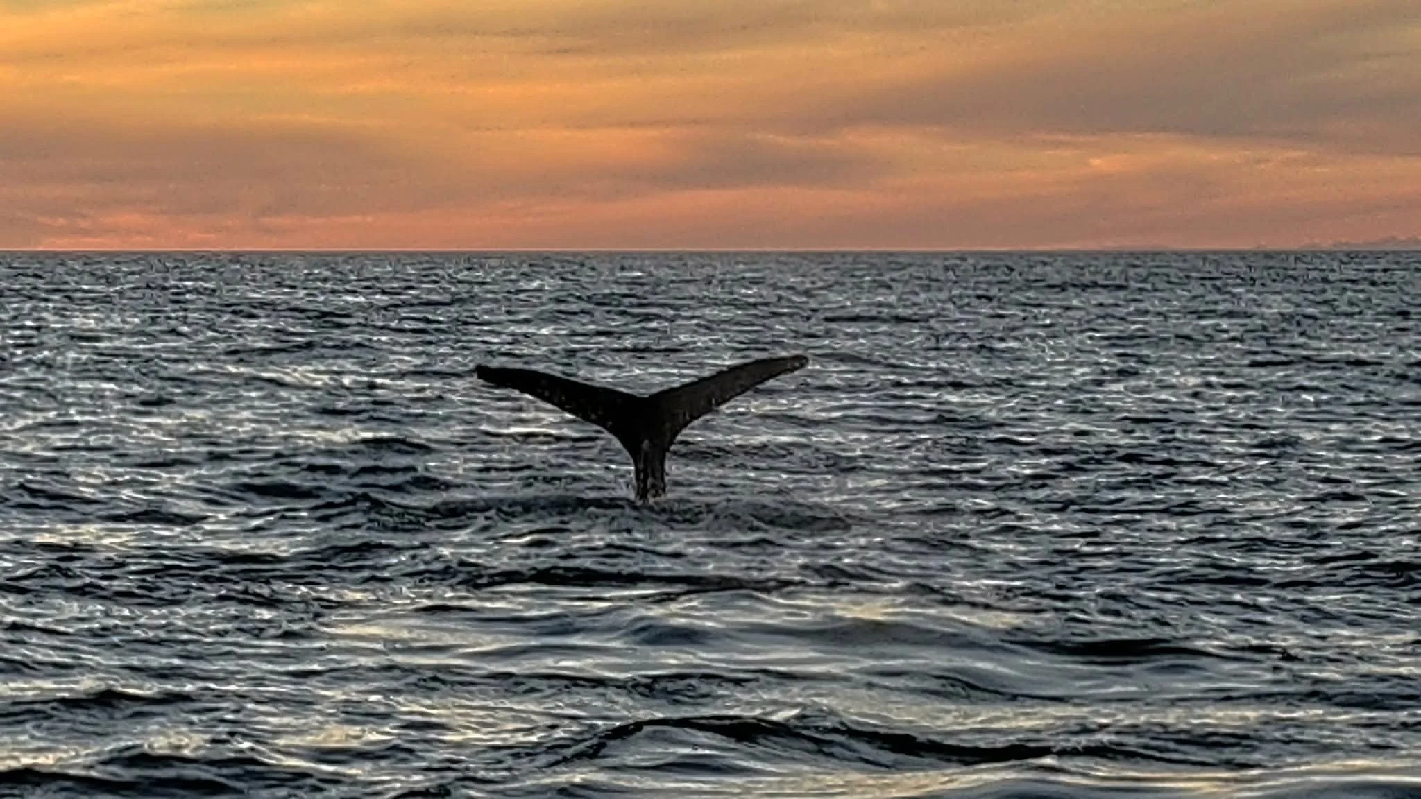 A Humpback Whale surfaces offshore 