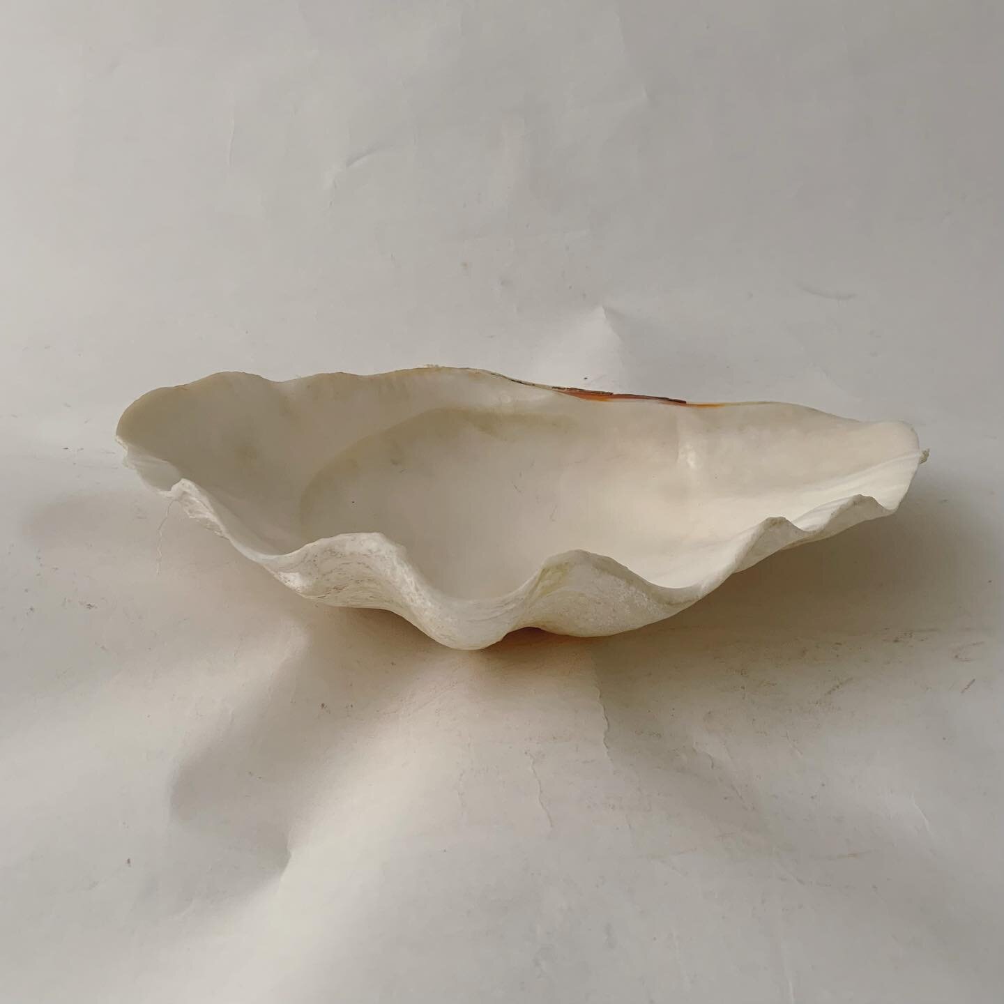 For all the clams, a good size catch all, soap dish, bowl 13x9x4&rdquo;H $89.00 #citycountrycottage #interiors #dmforinq
