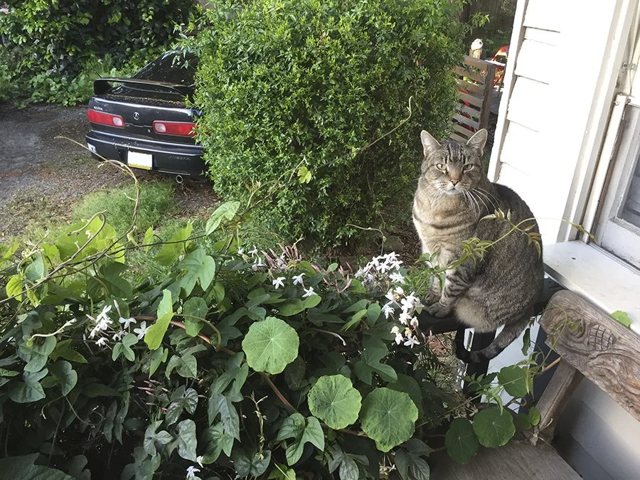 Steve the cat.jpg