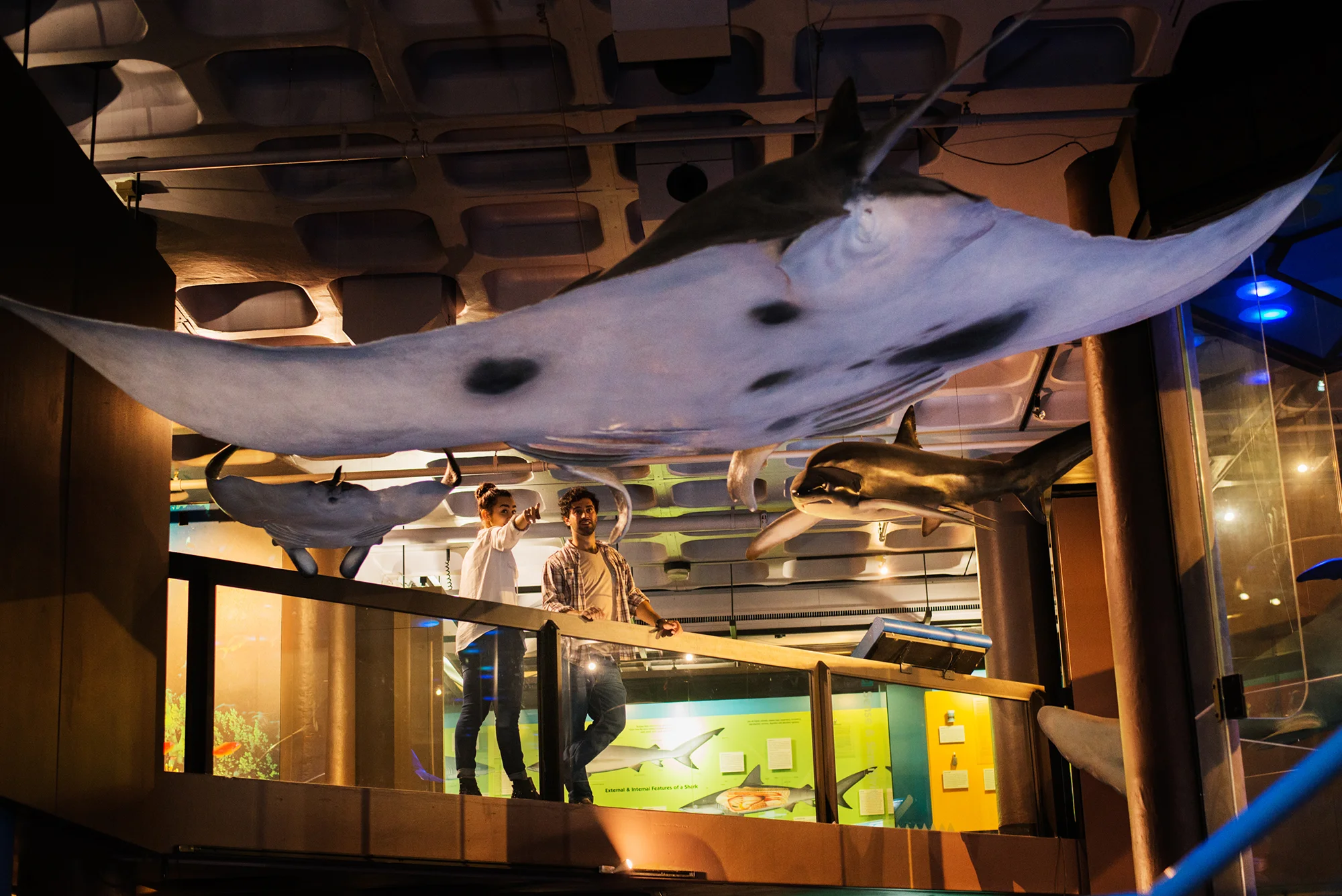 Marine Vertebrates Exhibit - Iziko South African Museum