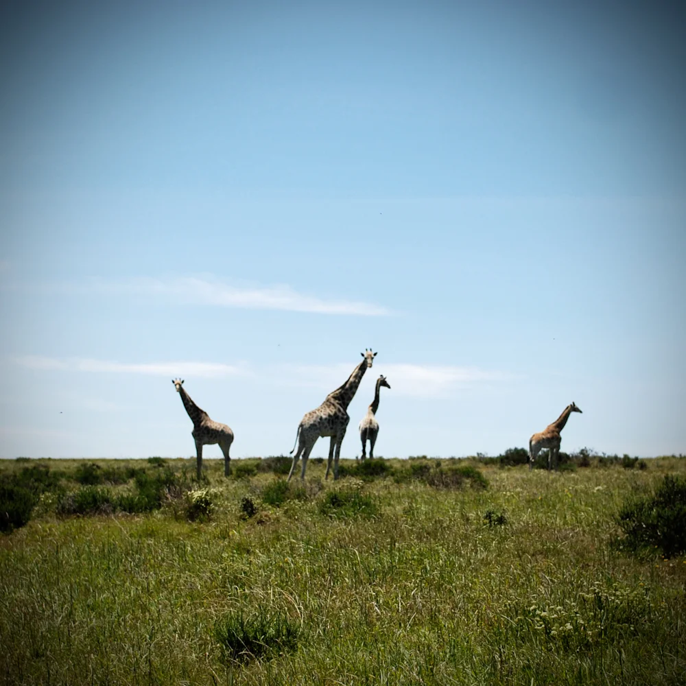 Lombardini Guest Farm - Jeffreys Bay