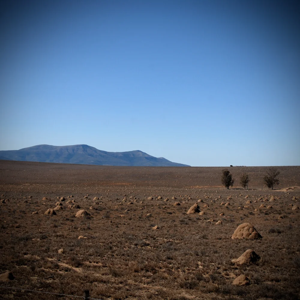 Termite mounds - Bedford