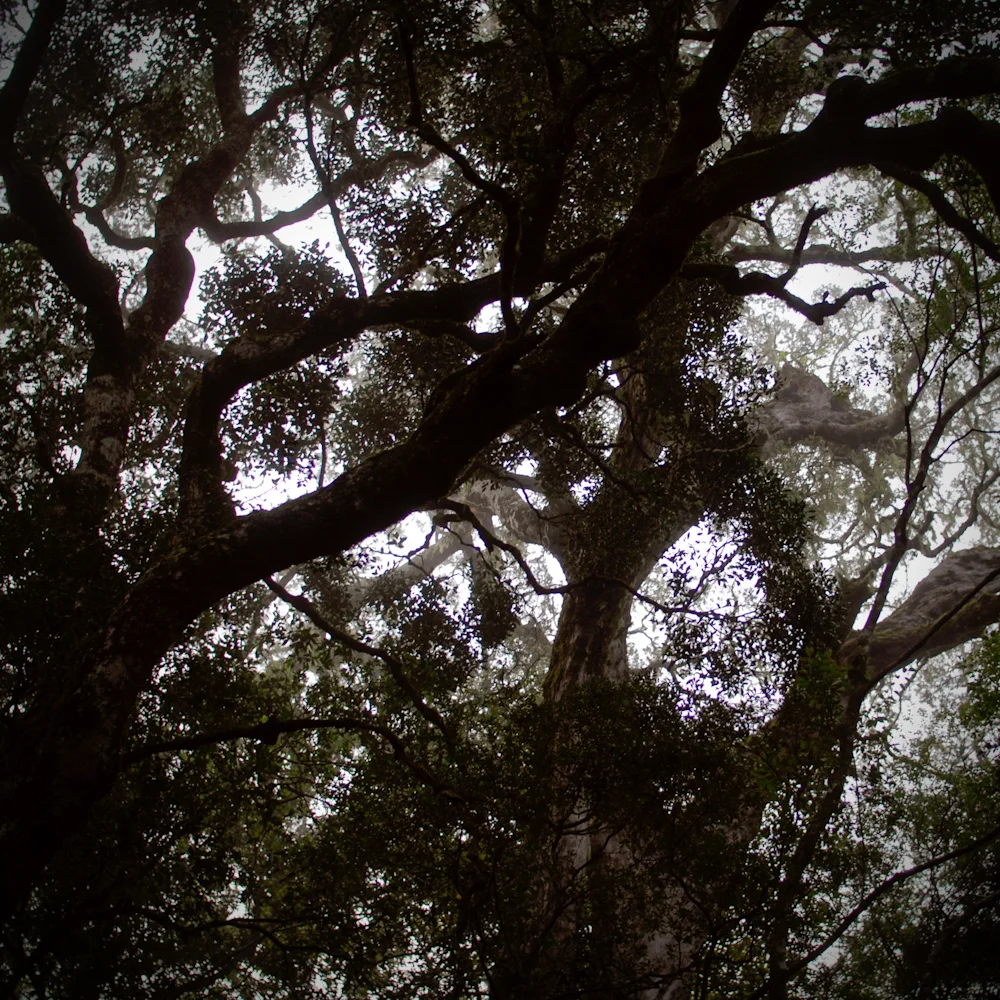 Forest Canopy - Hogsback
