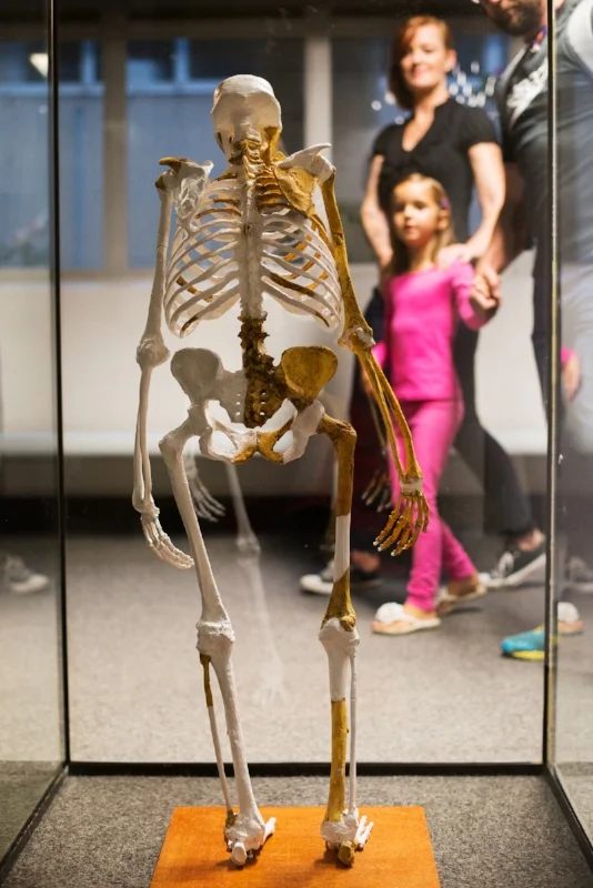 Evolution exhibit - Iziko South African Museum