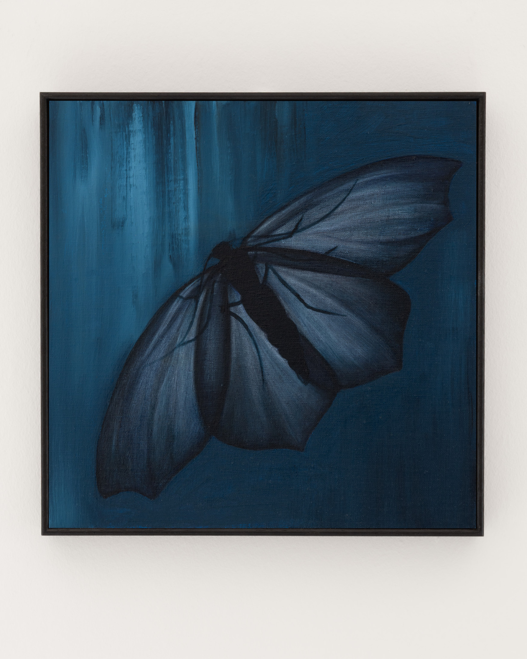 WILLOW BEAUTY MOTH ON BLUE