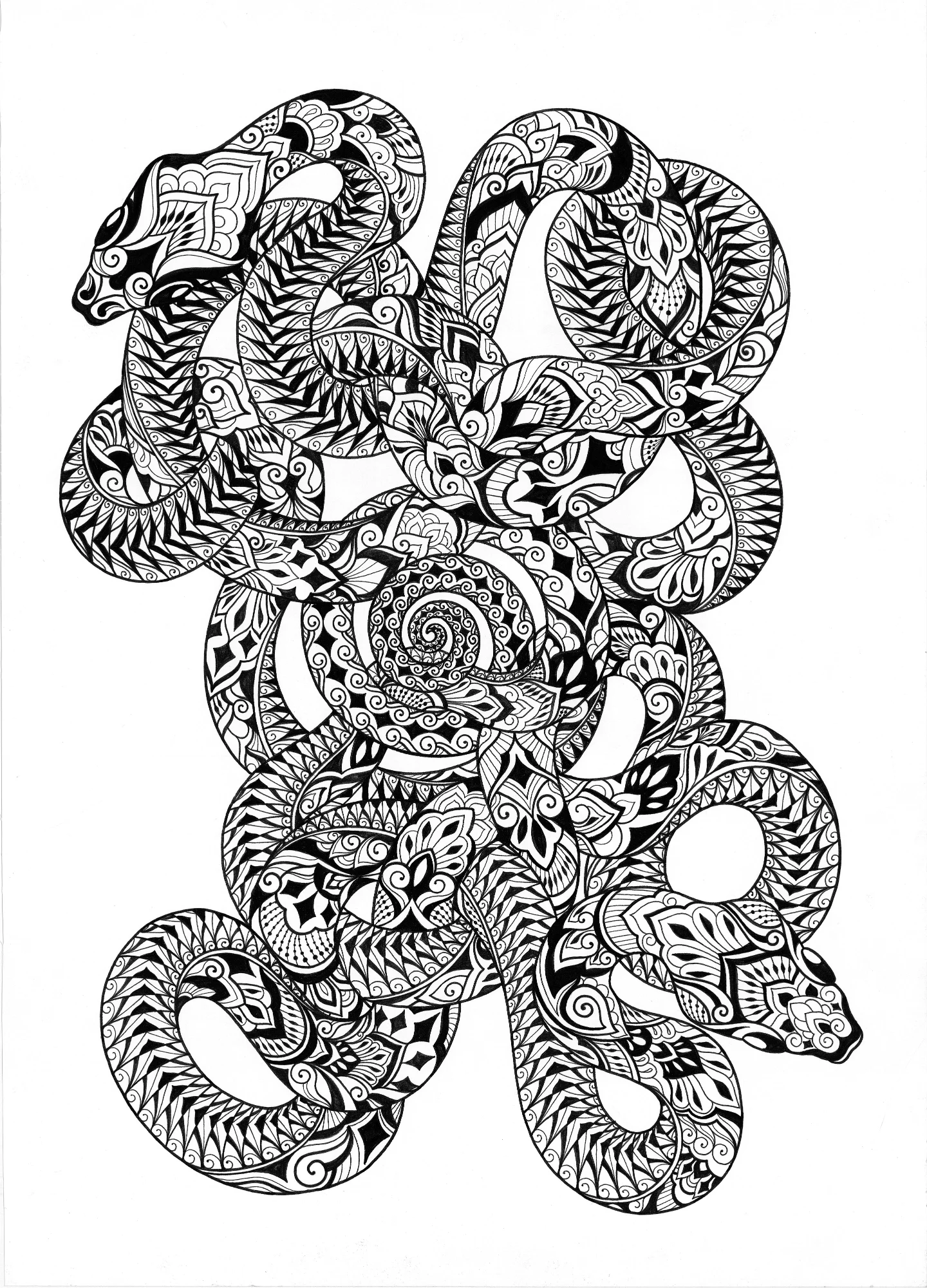 Hydra Print small.jpeg