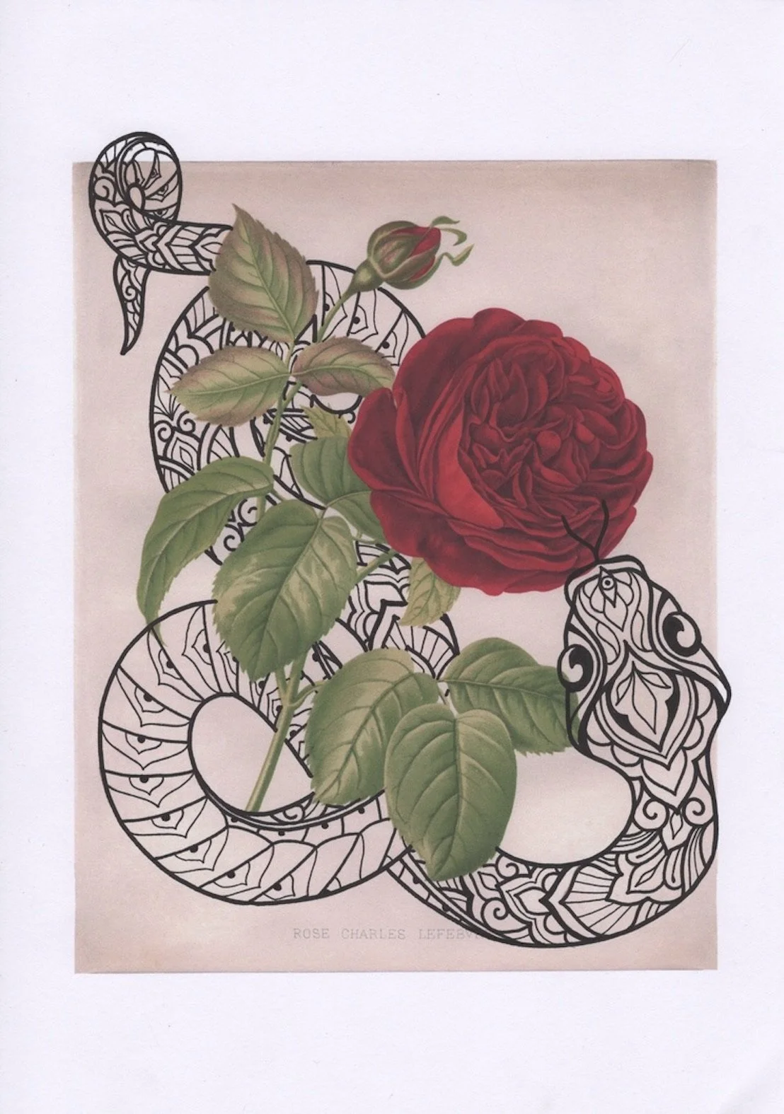 Botanical Drawing - Rose and Snake.jpeg