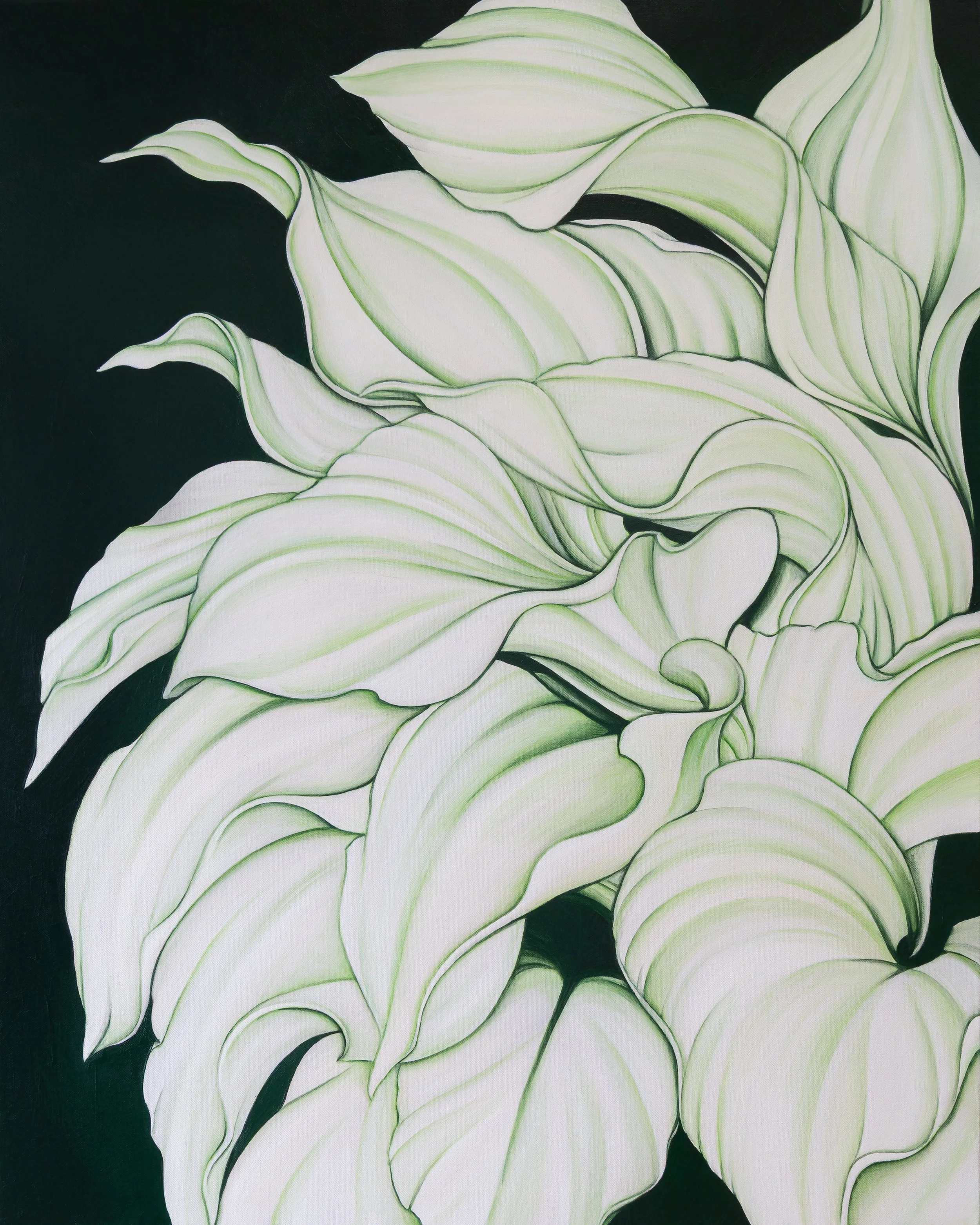 A PLANTAIN LILY IN MALIBU, CA, 2025