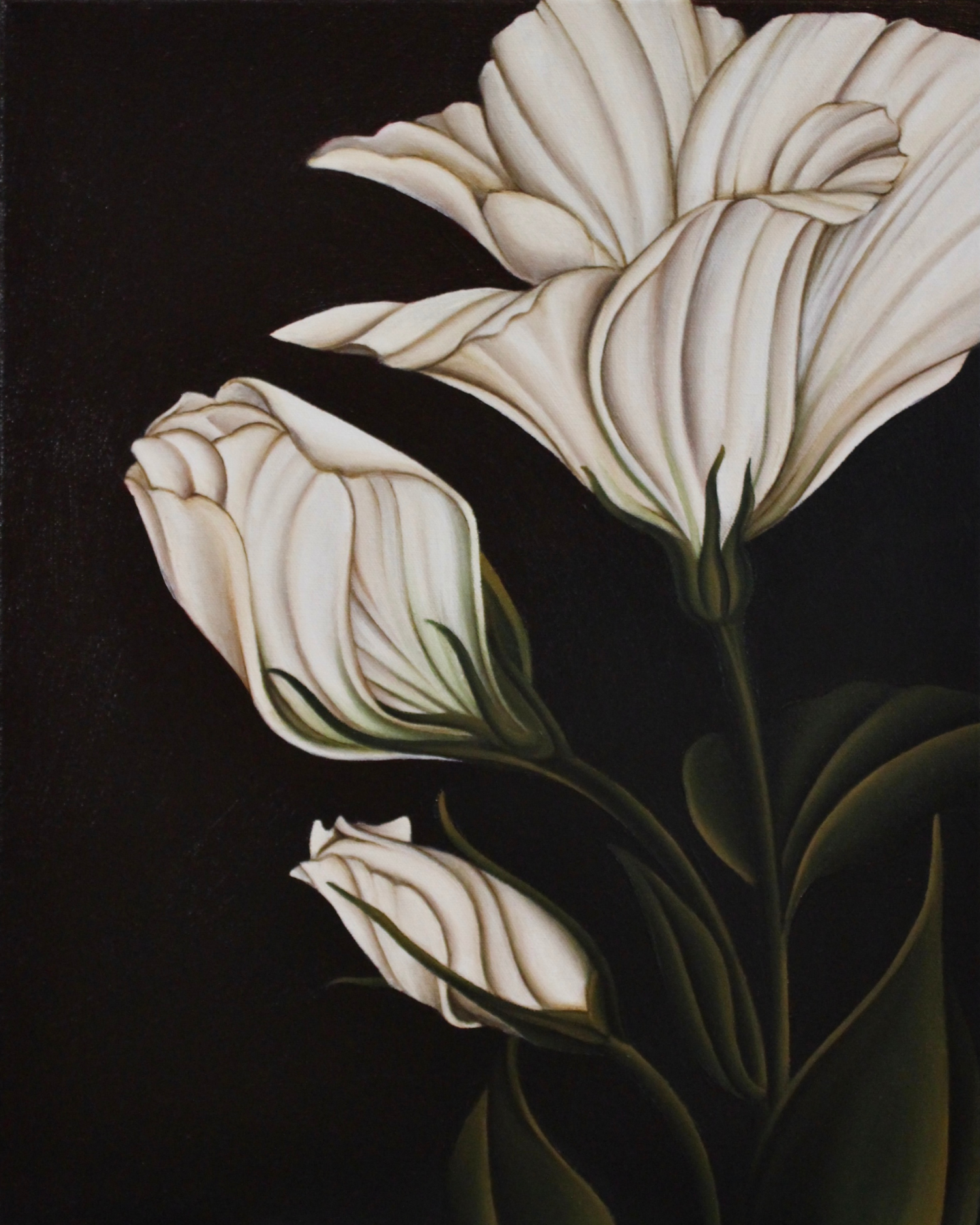 WHITE LISIANTHUS, 2023