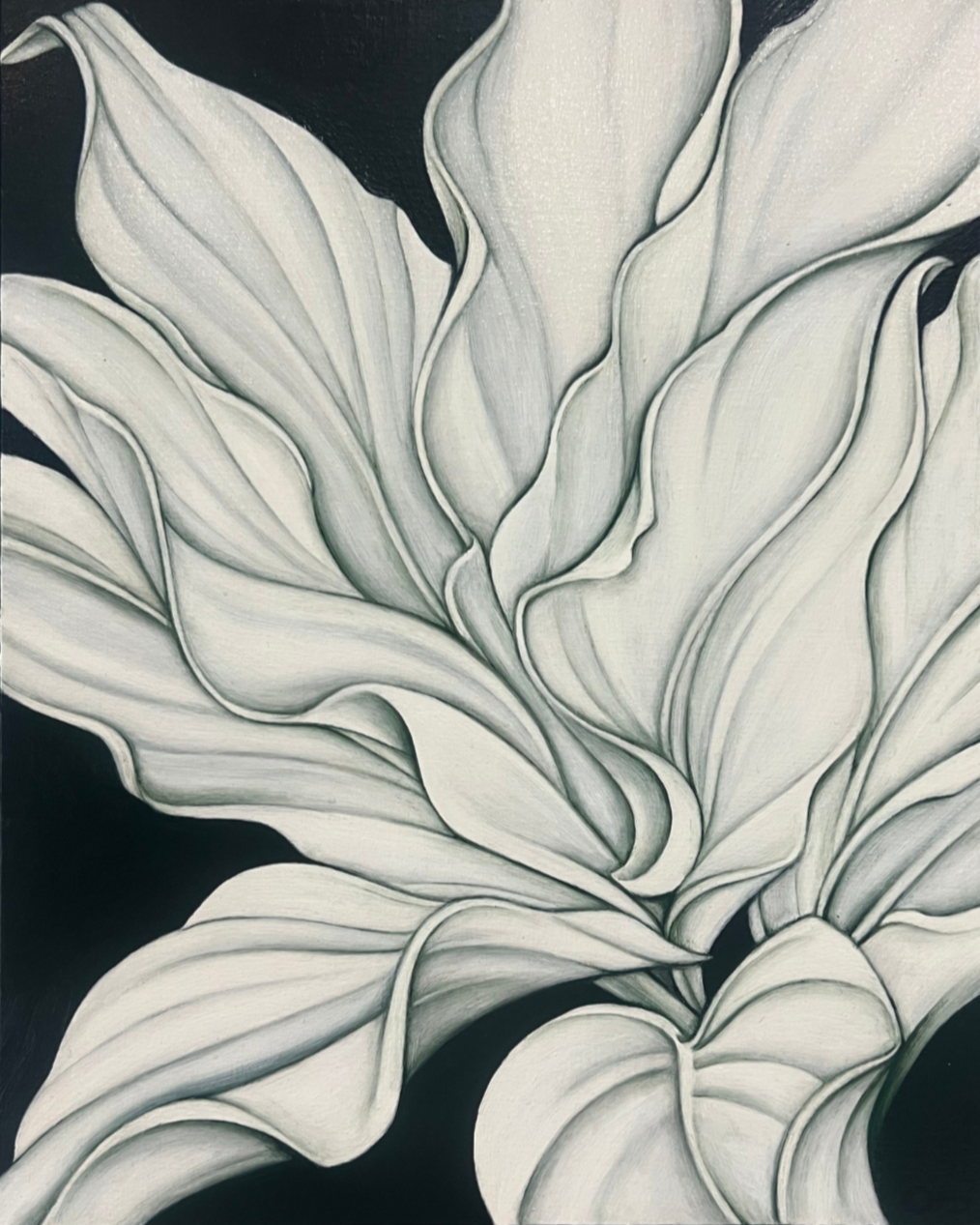 PLANTAIN LILY AT NIGHT, 2025