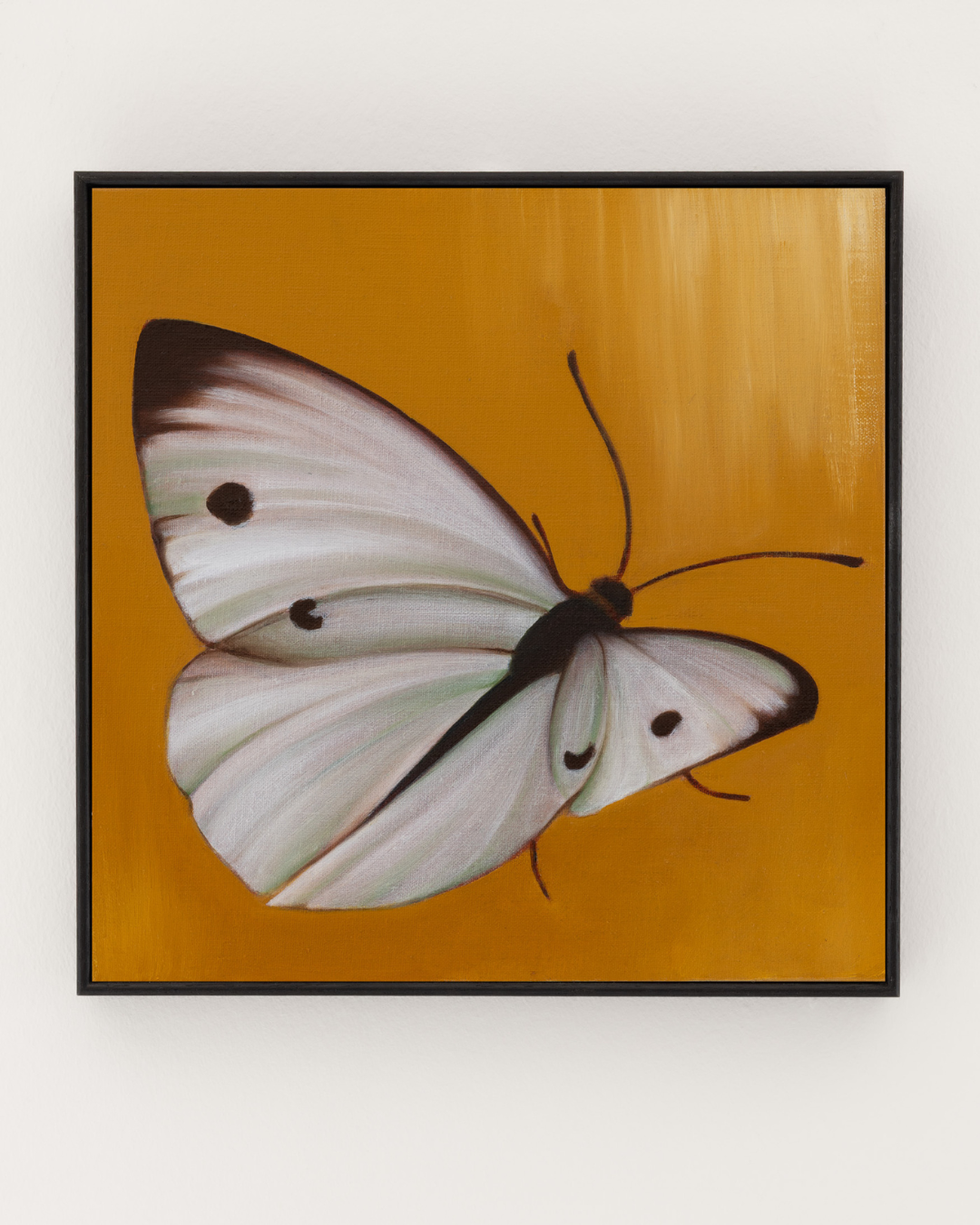 SMALL WHITE BUTTERFLY ON OCHRE, 2026