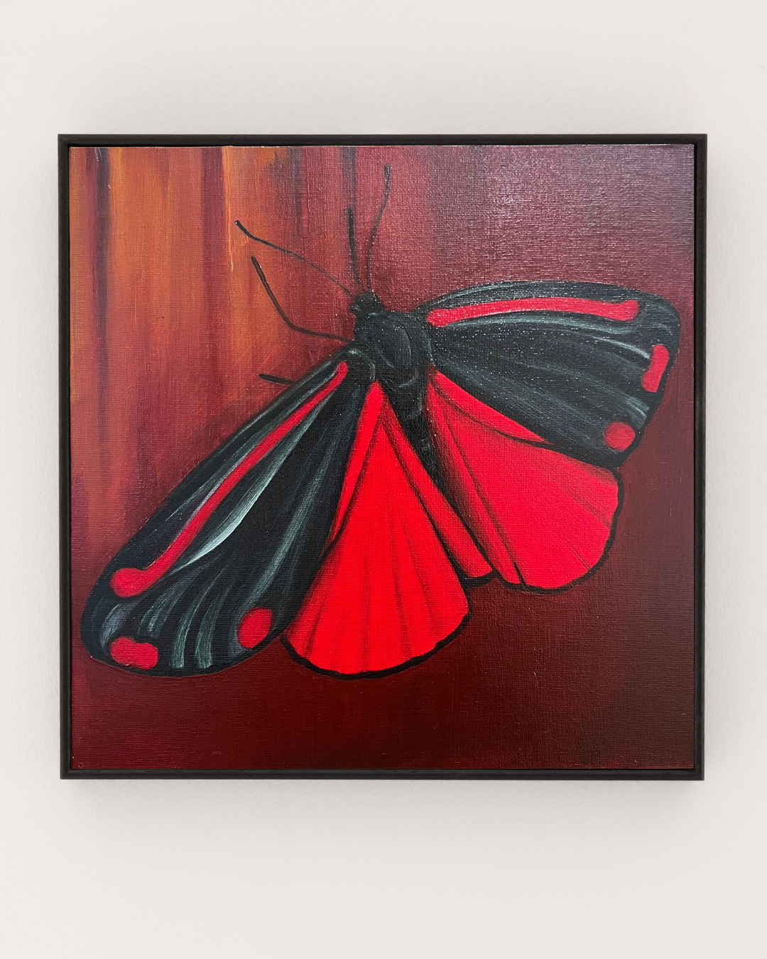 CINNABAR MOTH ON BURGUNDY, 2026