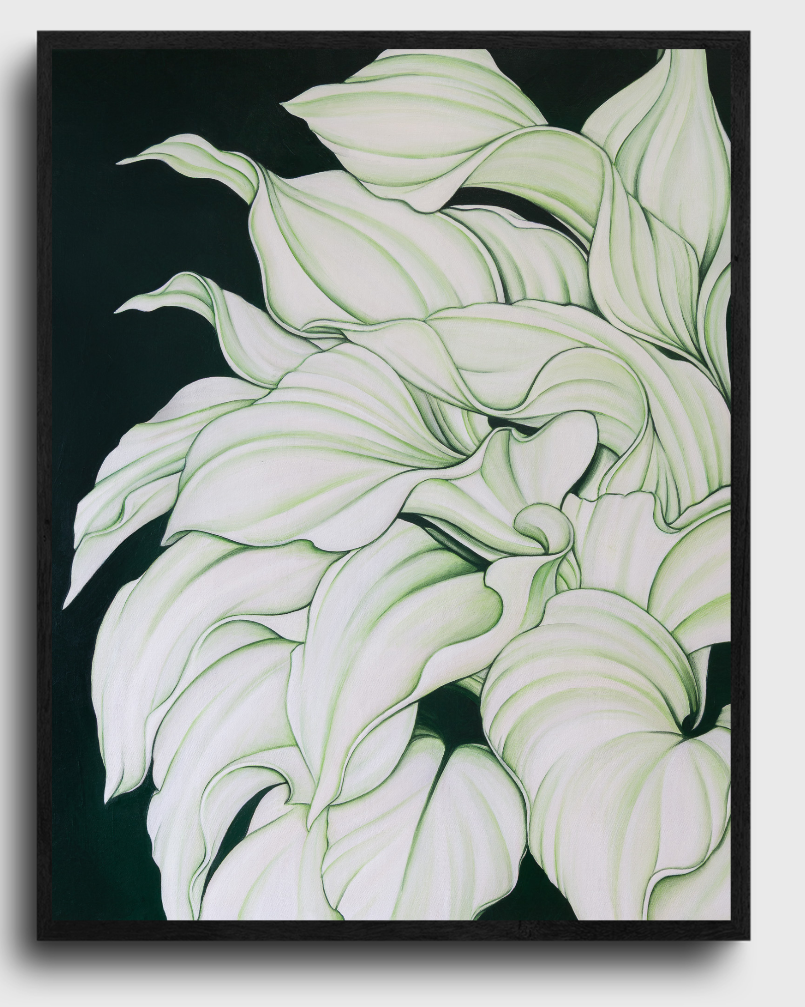 A PLANTAIN LILY IN MALIBU, CA, 2025