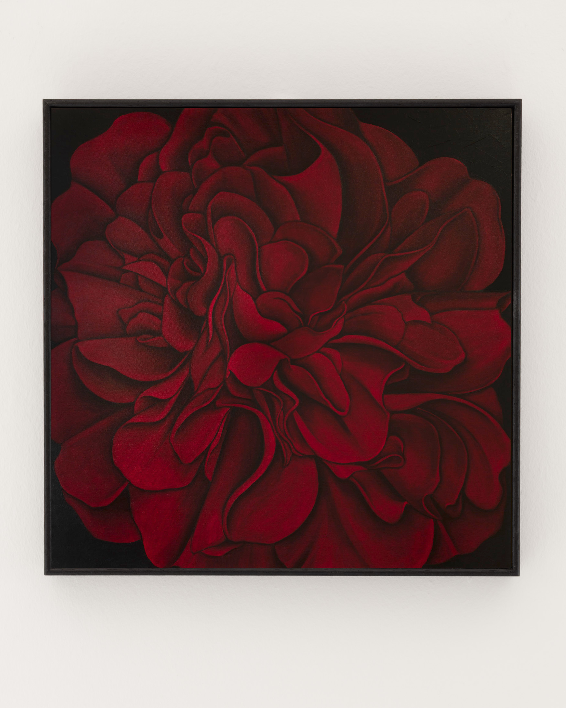 RED CAMELLIA ON A LONDON STREET, 2025