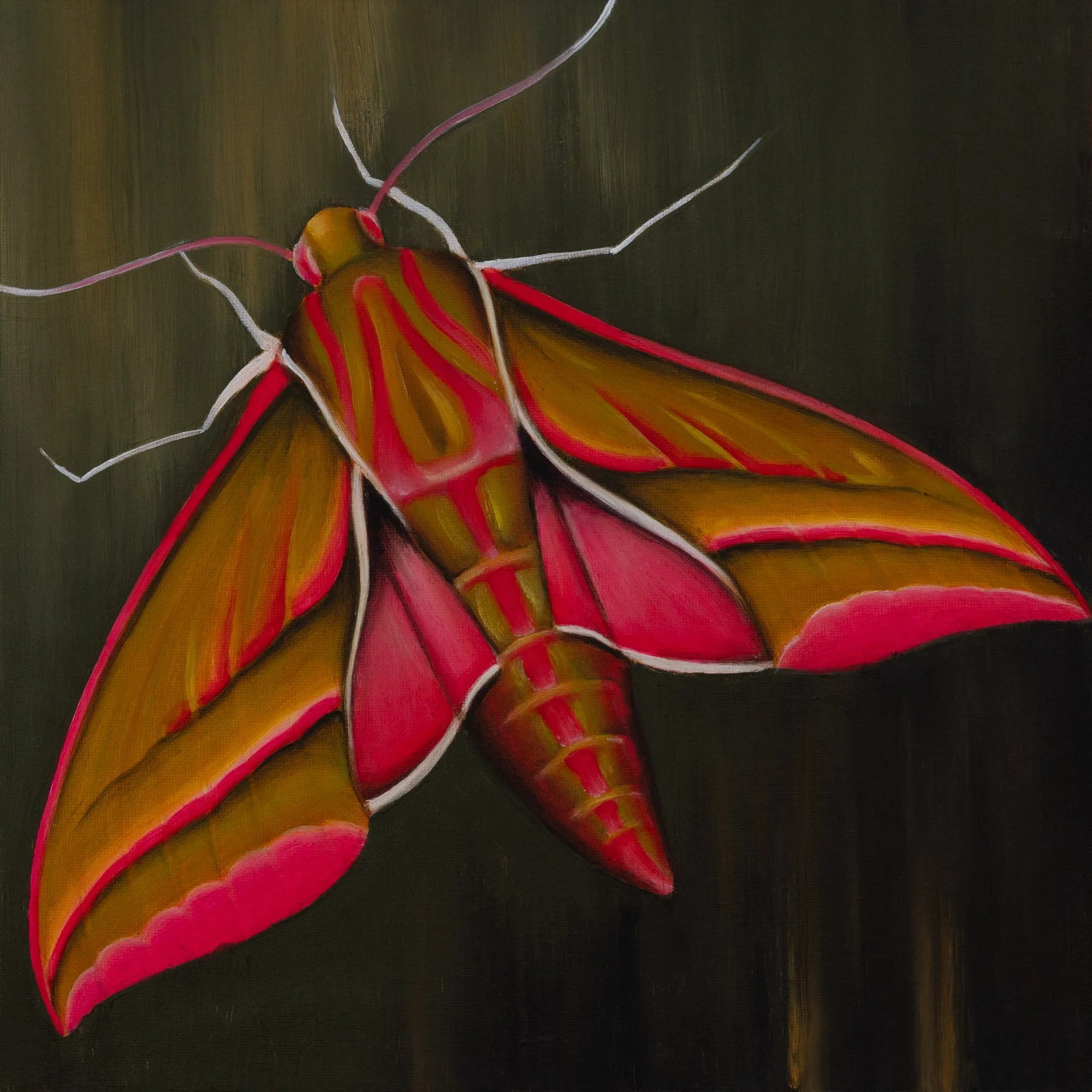 Moth Web Res.jpg