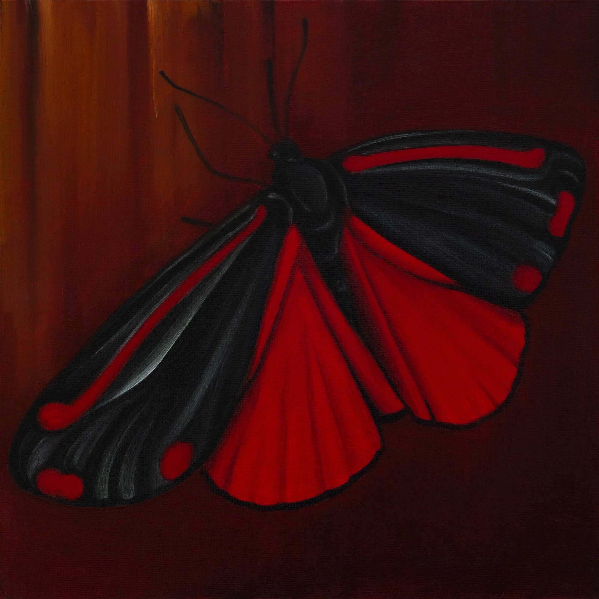 cinnabar moth on burgundy - Dom Holmes.jpg