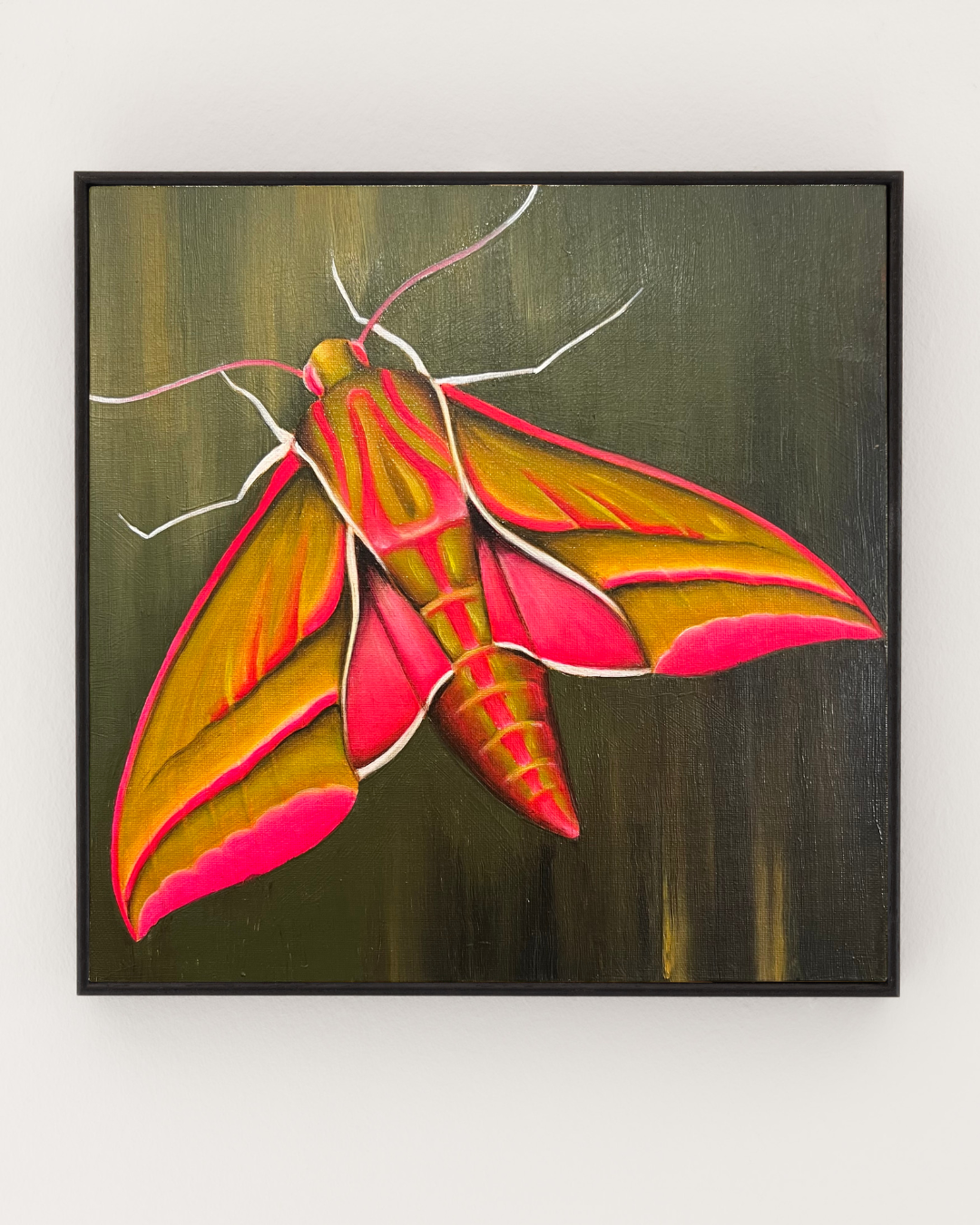 ELEPHANT HAWK MOTH ON TERRE VERT