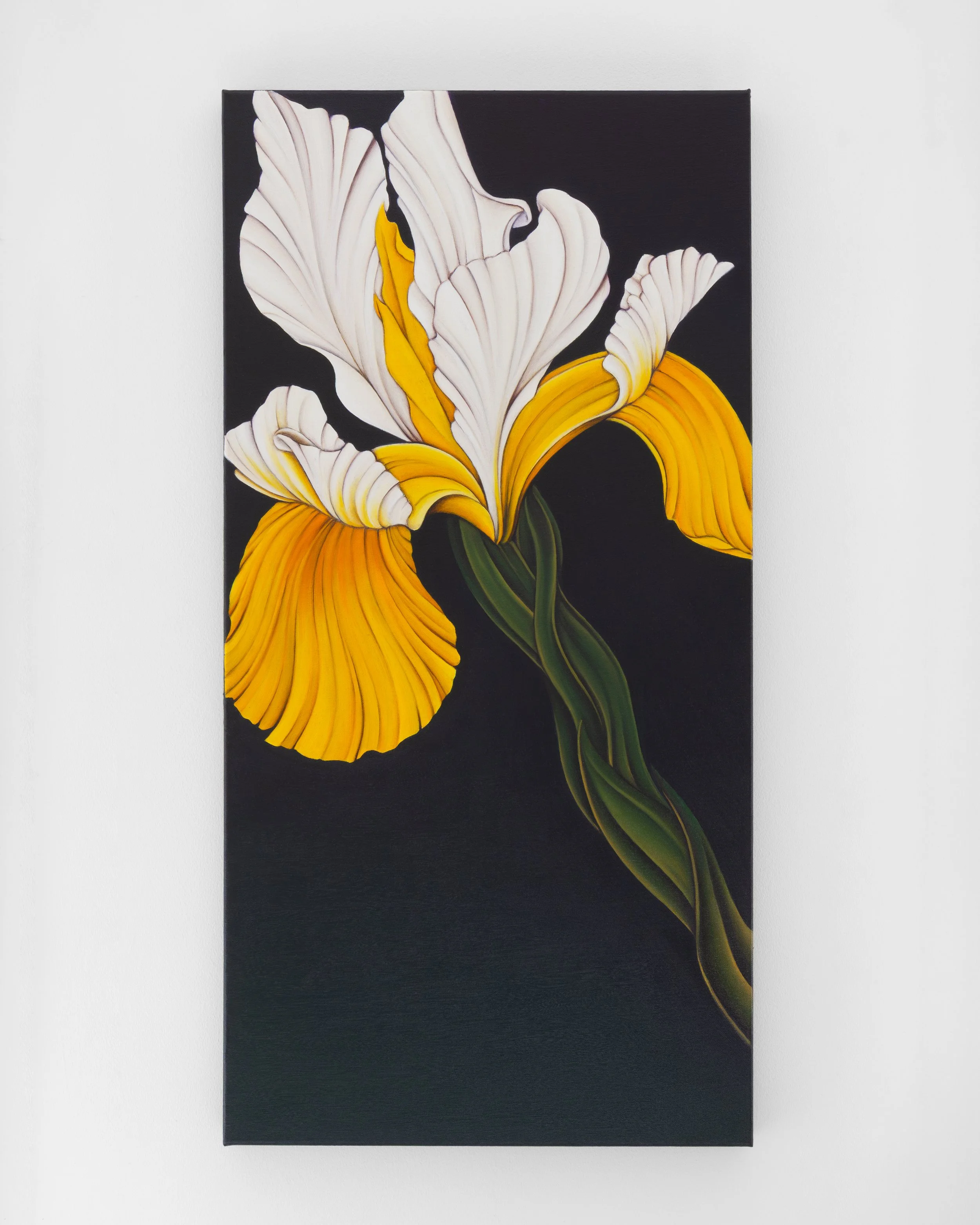 yellow iris-02.jpg