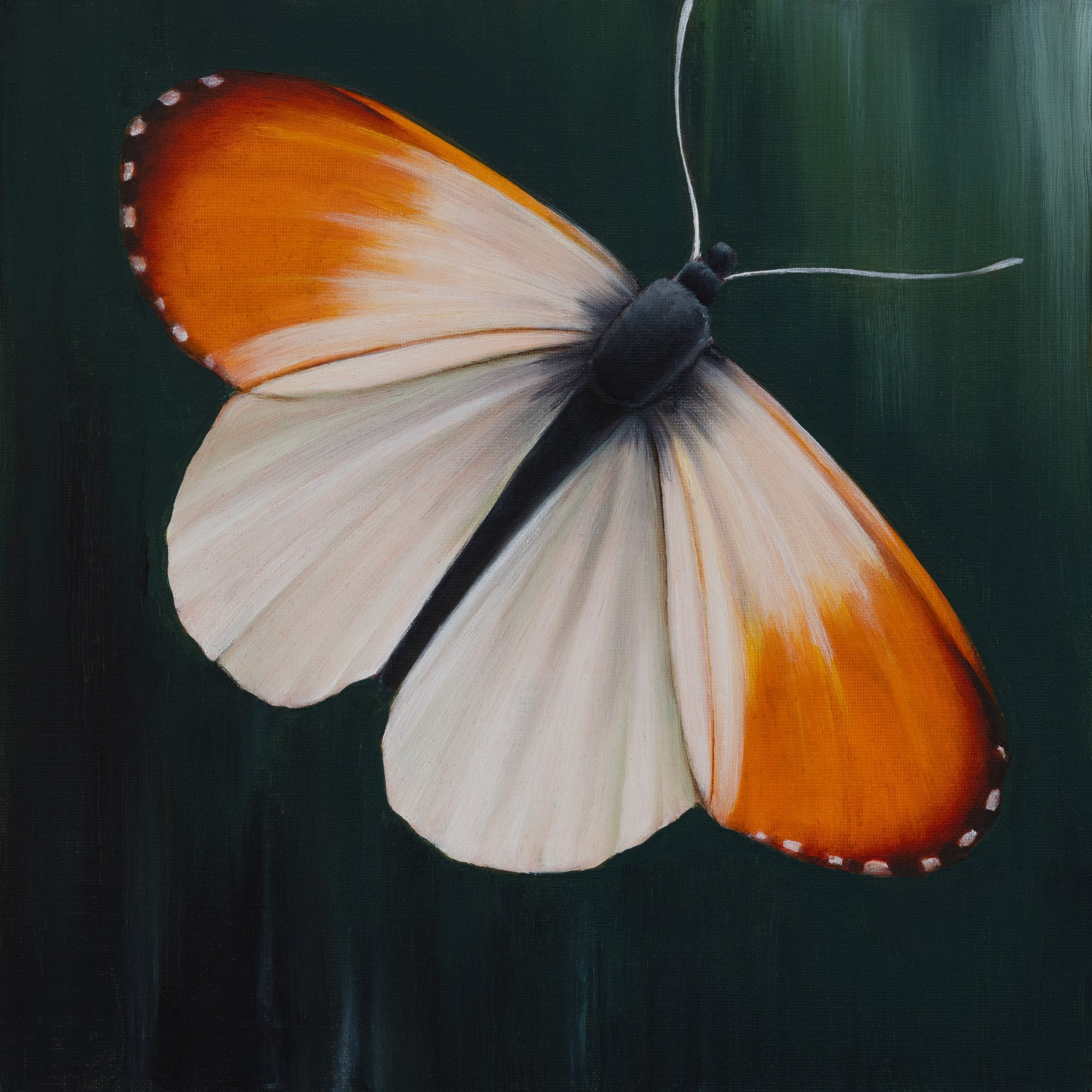 Orange Tip Butterfly on Teal - Dom Holmes.jpg