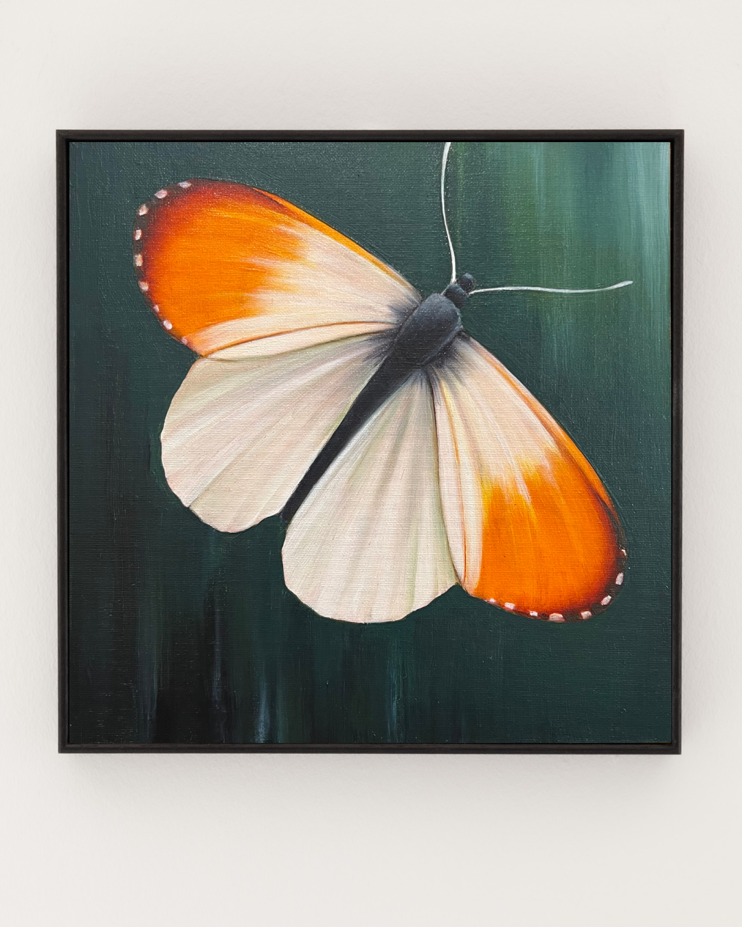 ORANGE TIP BUTTERFLY ON TEAL