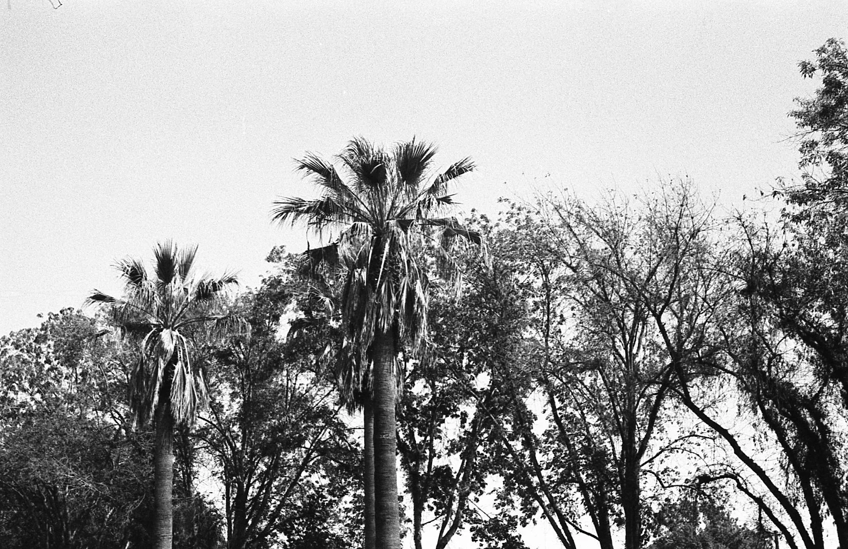 palm-tree-skyline.jpg
