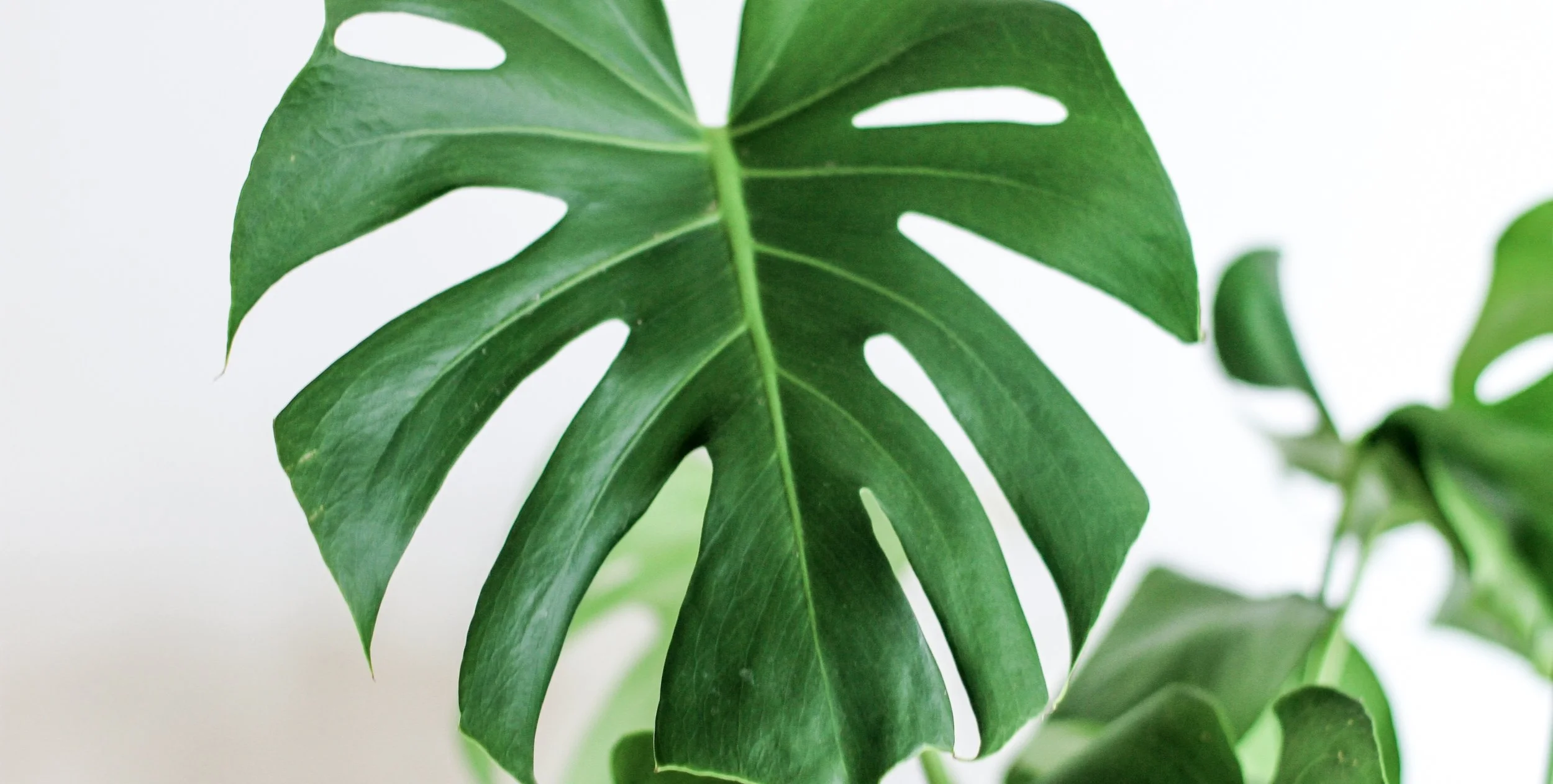 House plants are a great way to improve indoor air quality and reduce exposure to obesogens!