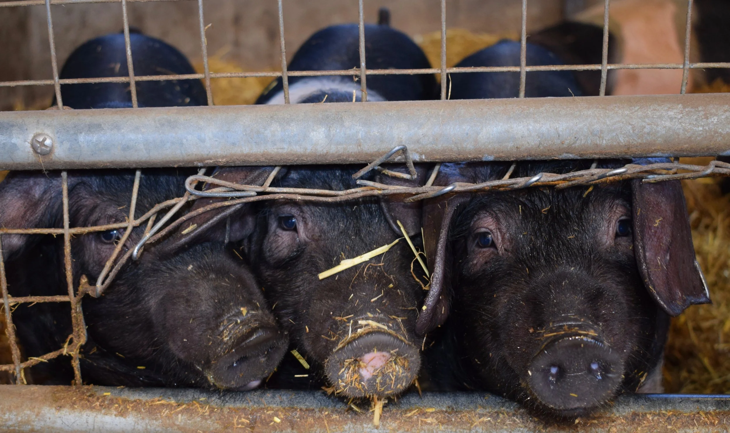 The all-bacon-and-butter-diet will not meet your nutritional needs…and look at these cute little faces! Maybe we should eat LESS bacon.