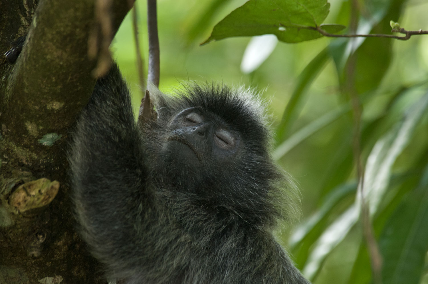 Silvered-Langur-02-1500.jpg