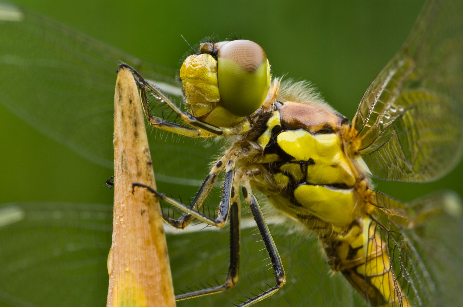 Common-Darter-02-1500.jpg