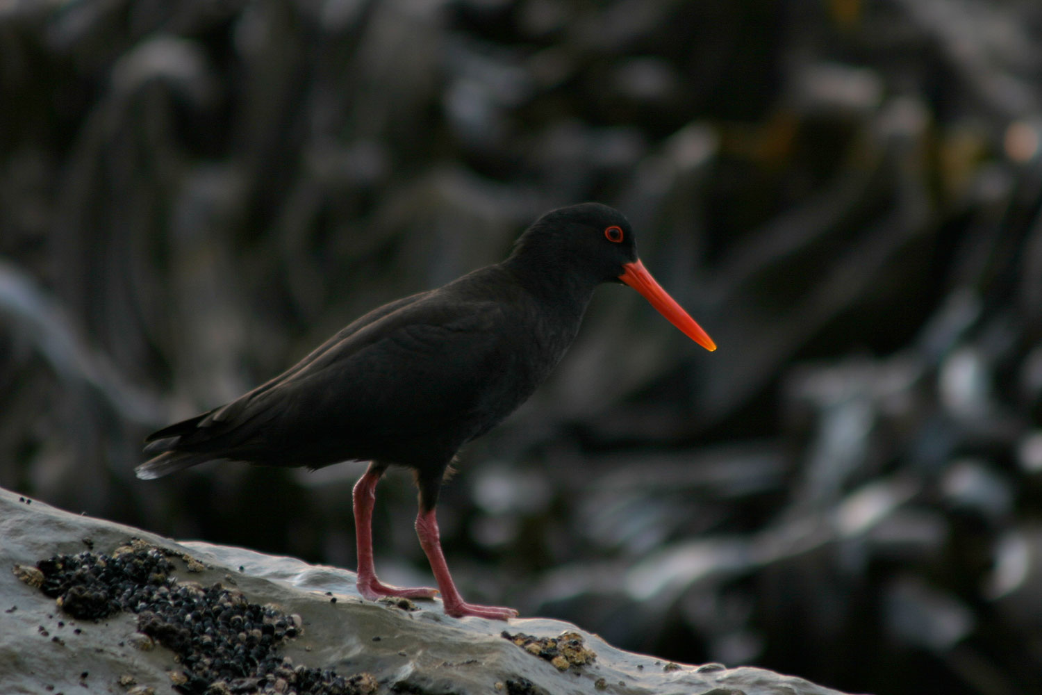 Variable-Oystercatcher-02-1500.jpg