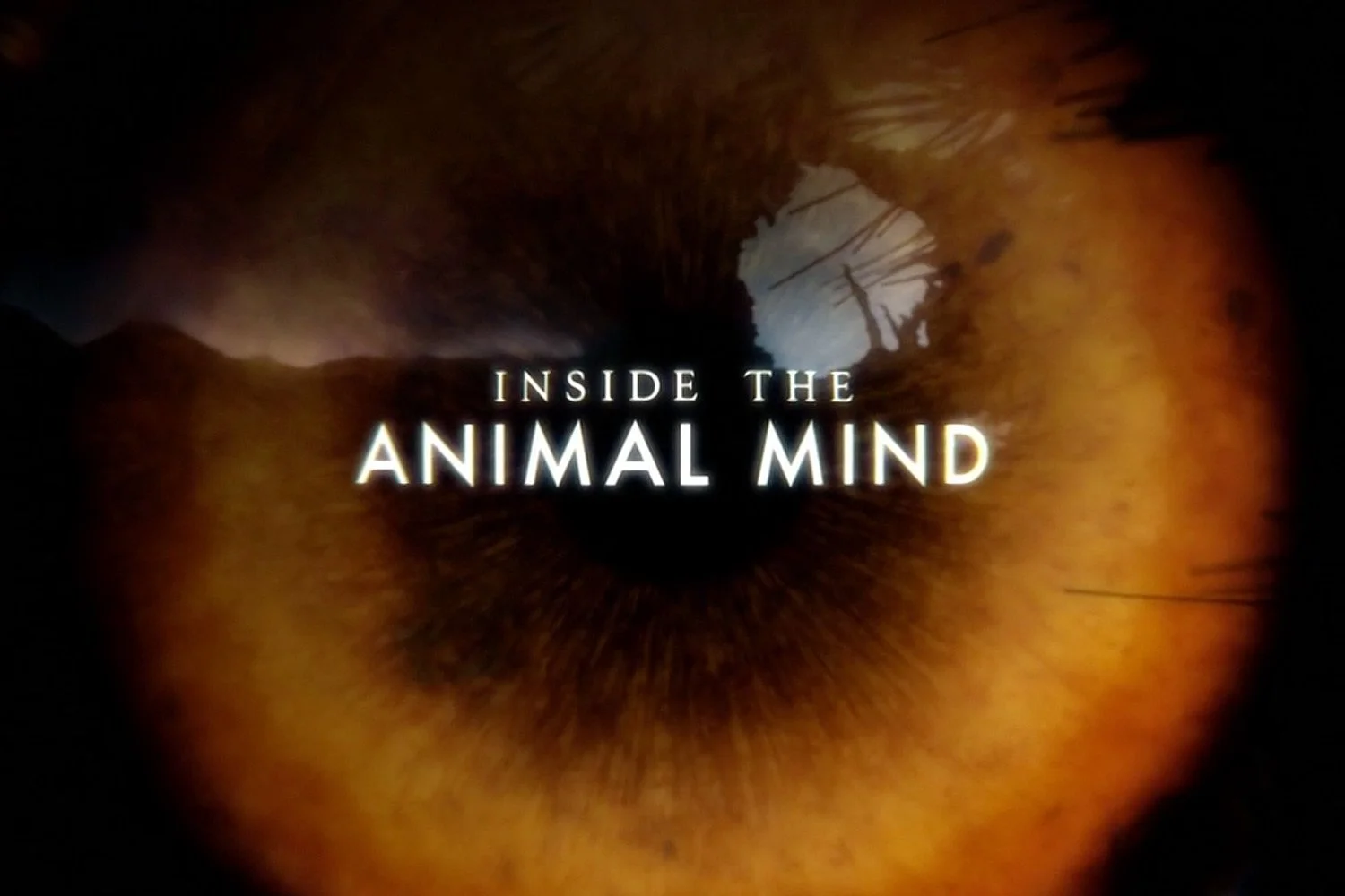 Inside-the-Animal-Mind-Logo.jpg