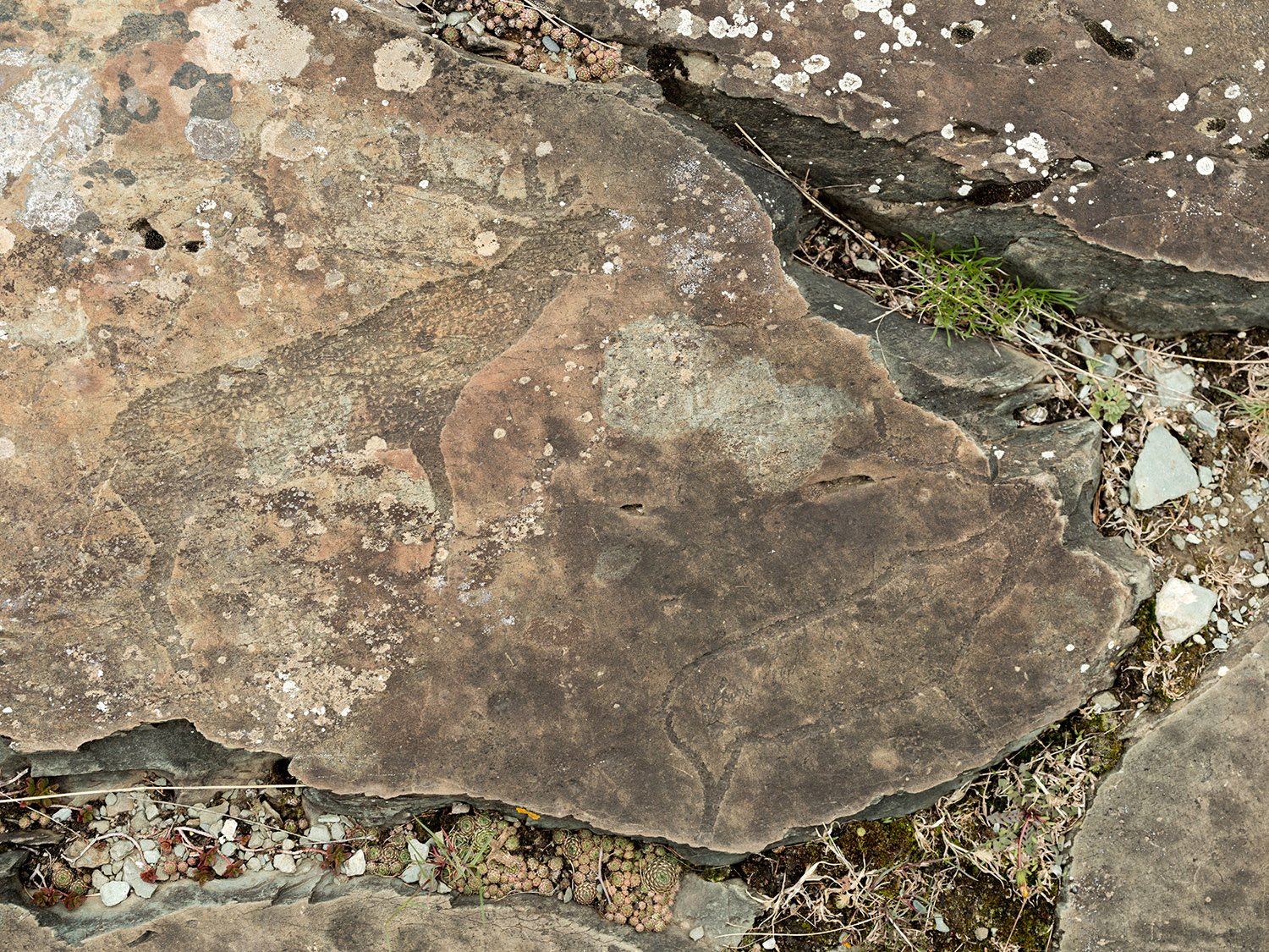 DSCF7811.jpg