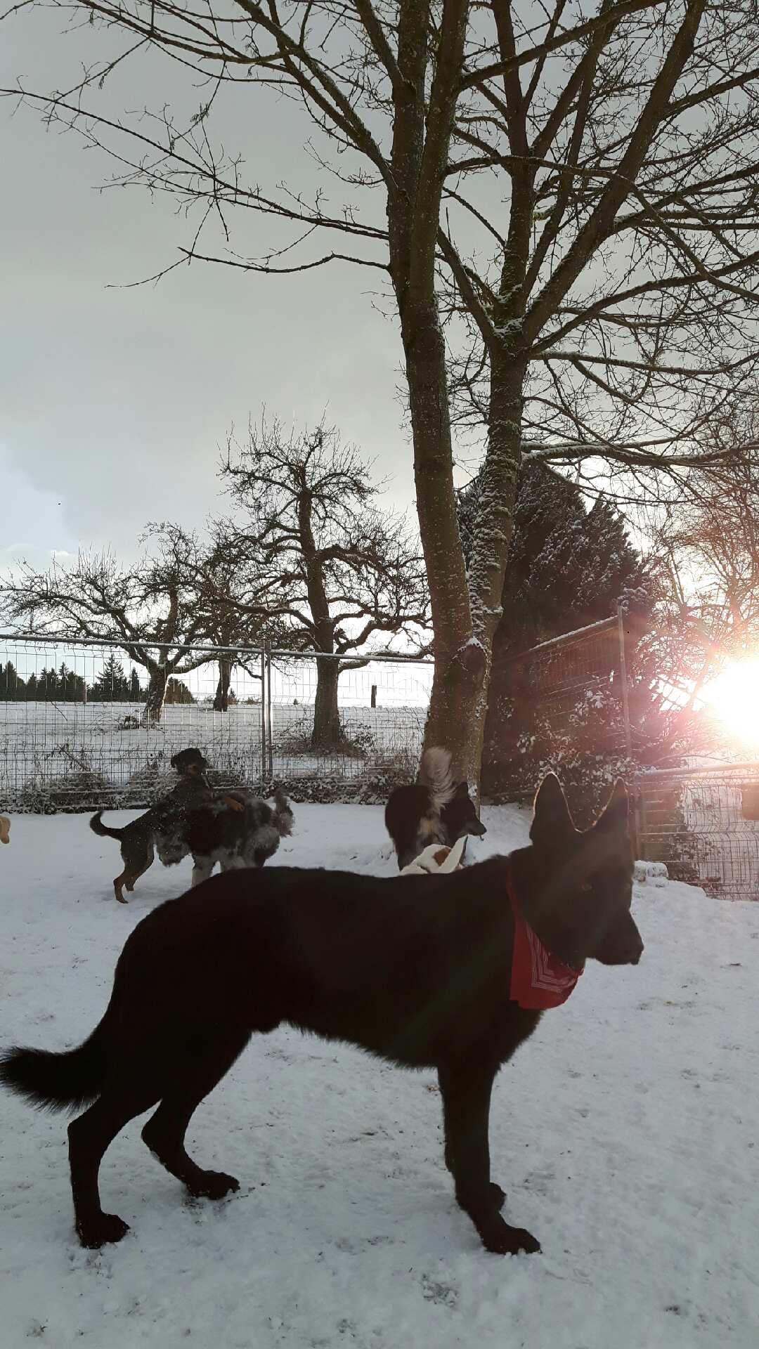 Before Sunset: Auch Hunde wissen, magische Momente im Schnee zu geniessen. Gestern Abend hat sich das Rudel im Höfli beim Sonnenuntergang äusserst wohl gefühlt. Ein herrliches Bild mit Jack im Vordergrund.