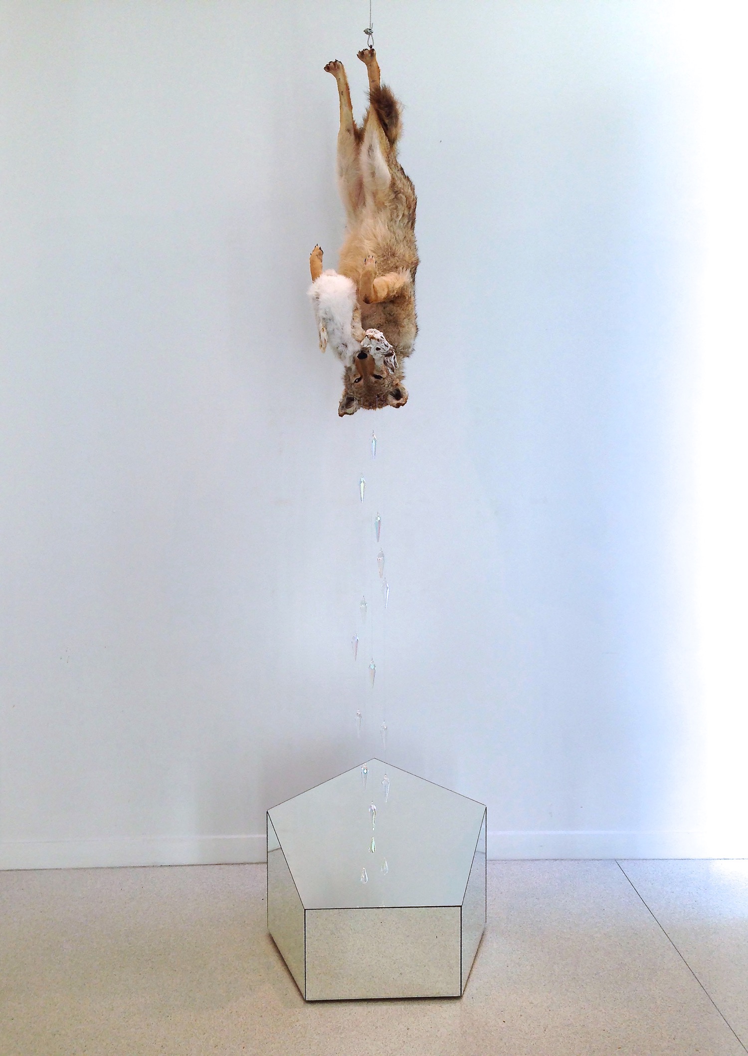 Rising , 2014, taxidermy coyote and rabbit, mirrored glass, crystal, silver thread 96” x 22" x 22” A taxidermy coyote clutching a rabbit in an inverted position -- from the coyote's head, crystals descend to the rhomboidal, mirrored base. The base's top is angled, creating the illusion when the viewer looks directly into the mirrored surface that the crystals are rising directly at the viewer.