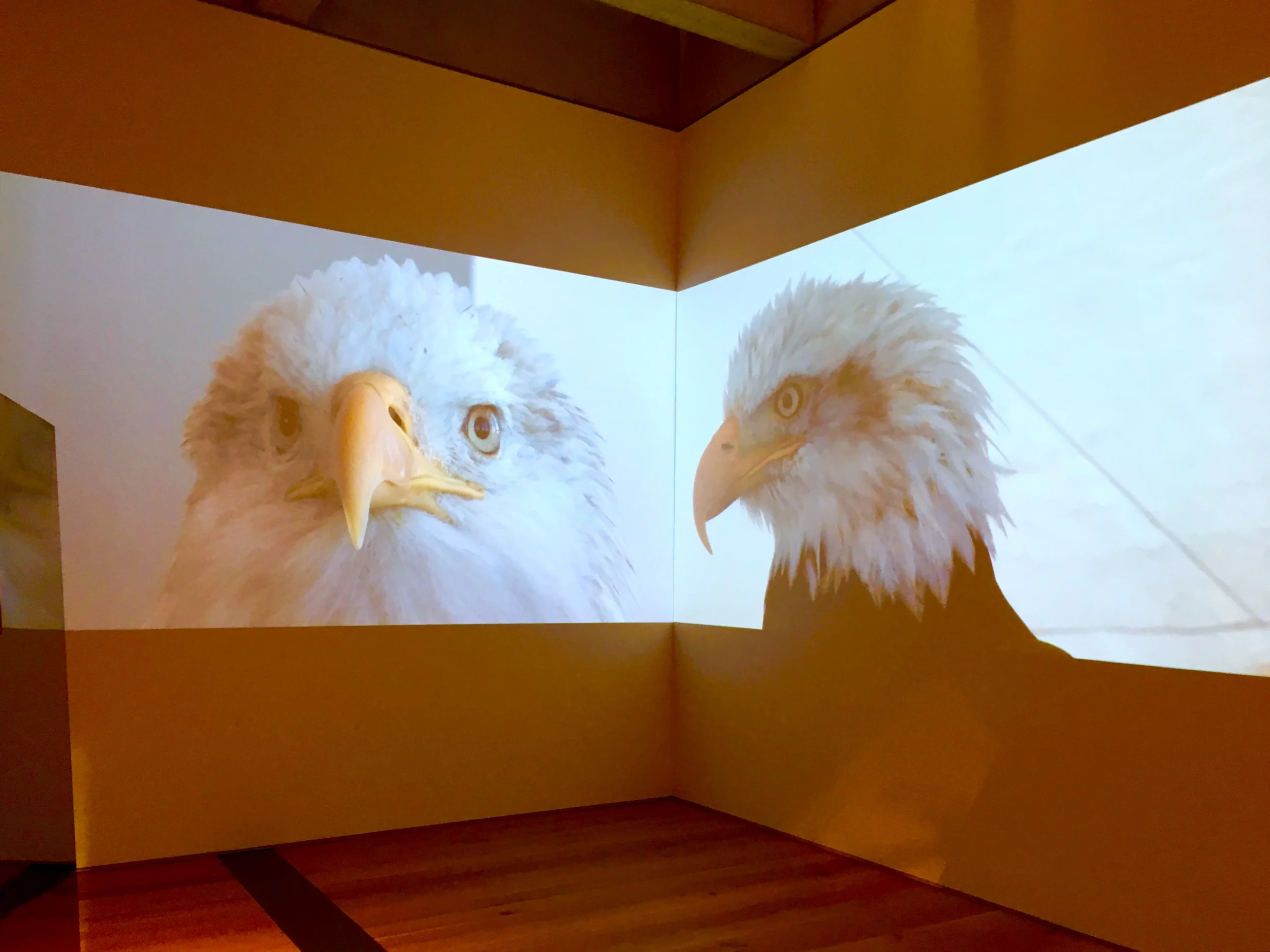 Converger , (video composite) 2016, 14’ x 40’ x 50’ Four channel HD video projection, 13'00", video shot by drone interlaced with helicopter shots. The flight paths traveled from the cardinal points of compass. From the Cahokian mounds mounds in the east. From an unmarked slave burial in the western suburbs, and from the confluence of the Mississippi and the Missouri in the north, overflying Ferguson. From the south the flight began at the sole remaining Cahokian mound in urban St Louis. All flights converged on the Apotheosis of St. Louis statue in front of the Saint Louis Art Museum. A mirrored horse head was placed on the sculpture in a digital intervention. The color shifts in the video correspond to a remix of Miles Davis' White and multiple Olivier Messiaen works.