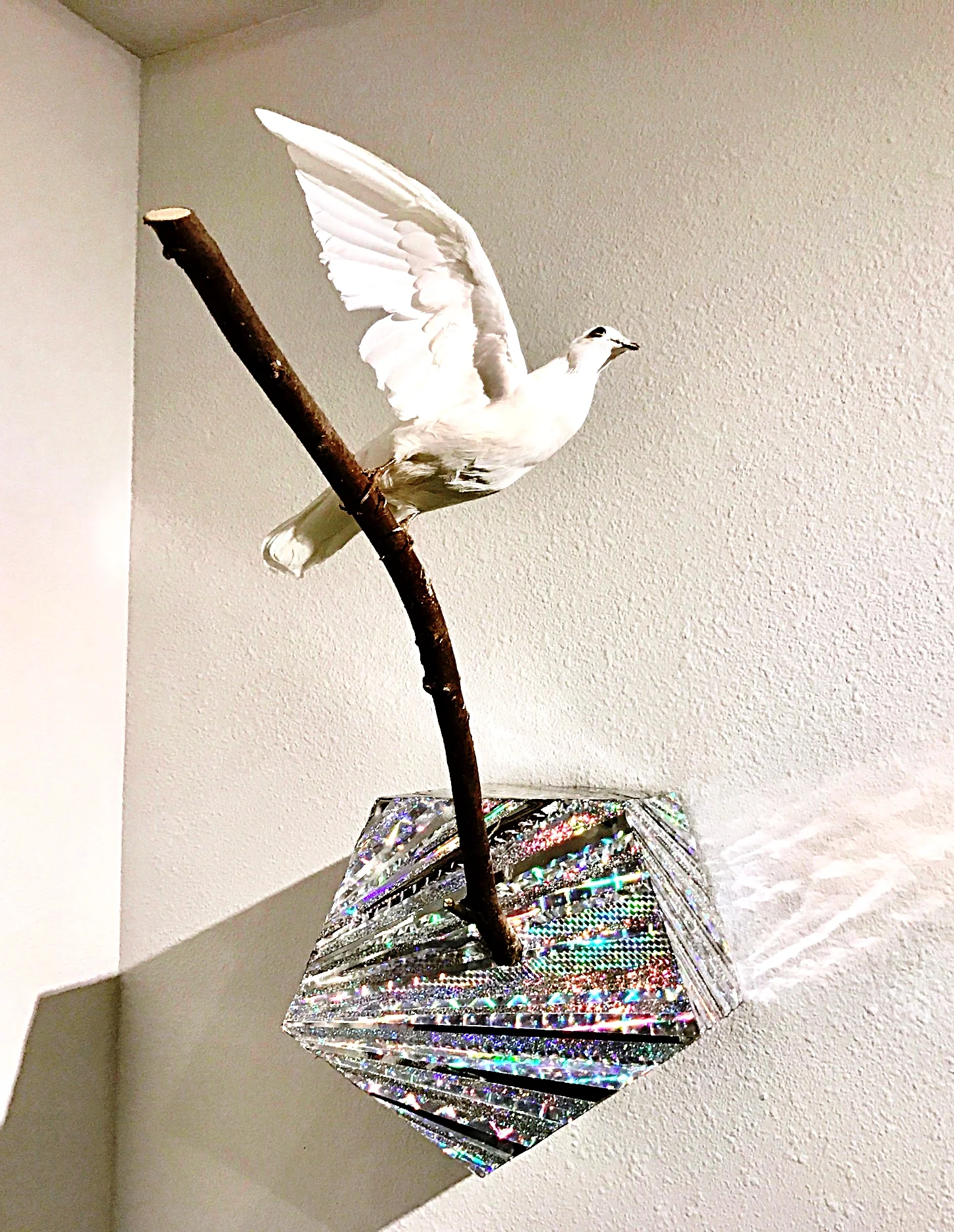 Someday Never Comes II , 2015, taxidermy dove, mdf, oak branch, refractive film, 24” x 23” x 40”