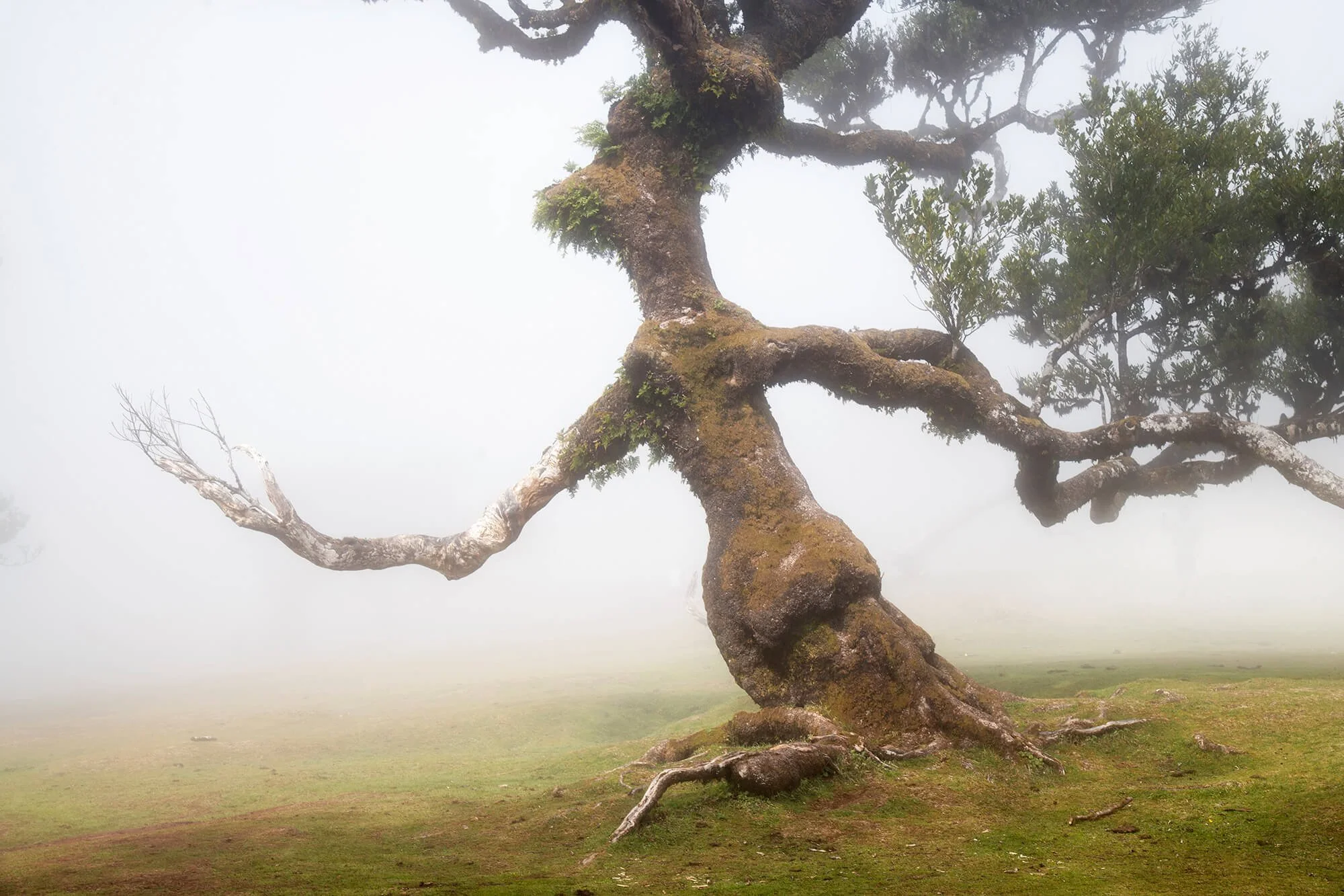 Fanal Forest Madeira road trip