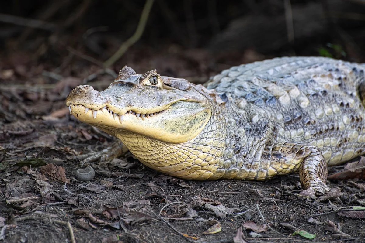 caiman mompox