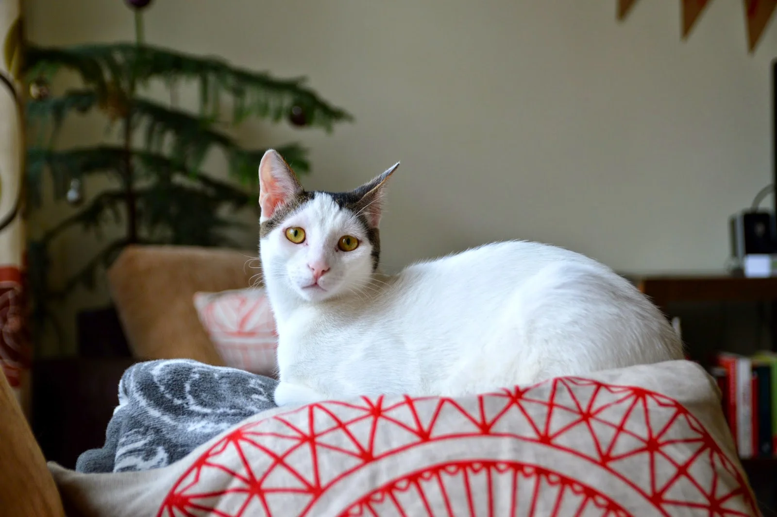 Kötü the Istanbul Kitty