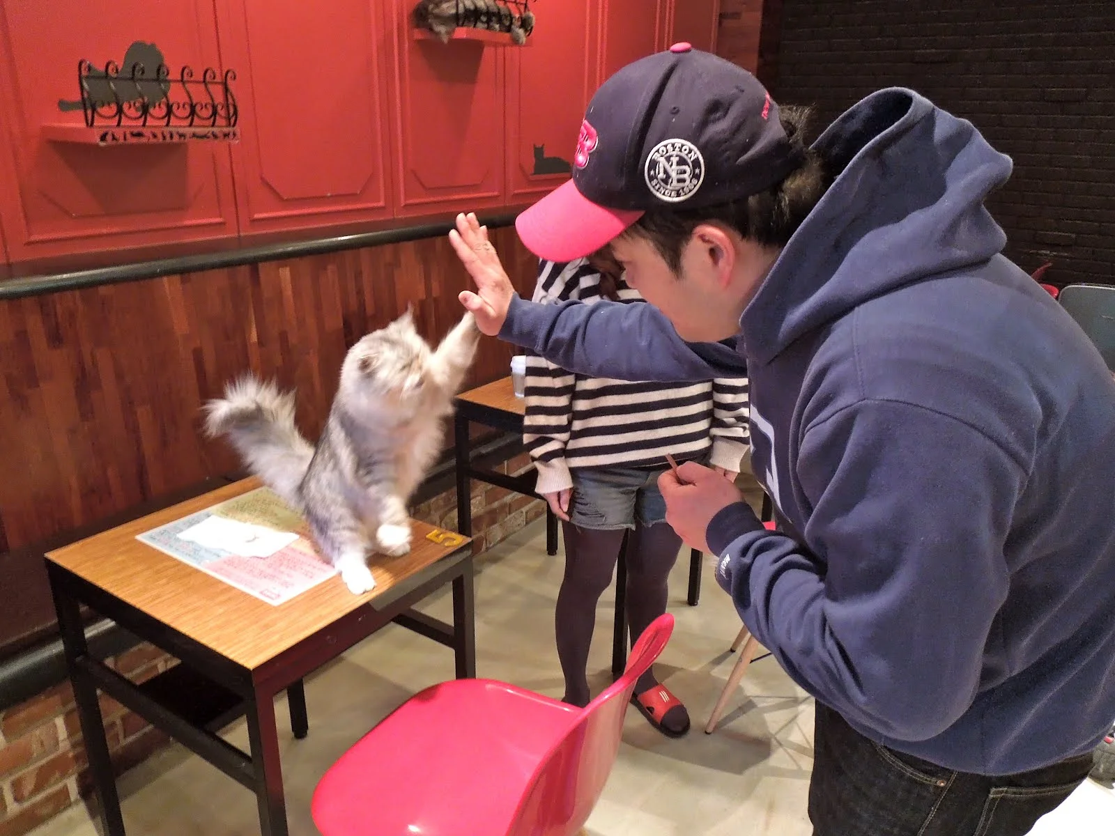 Visiting Cafe Gio Cat in Seoul, Korea