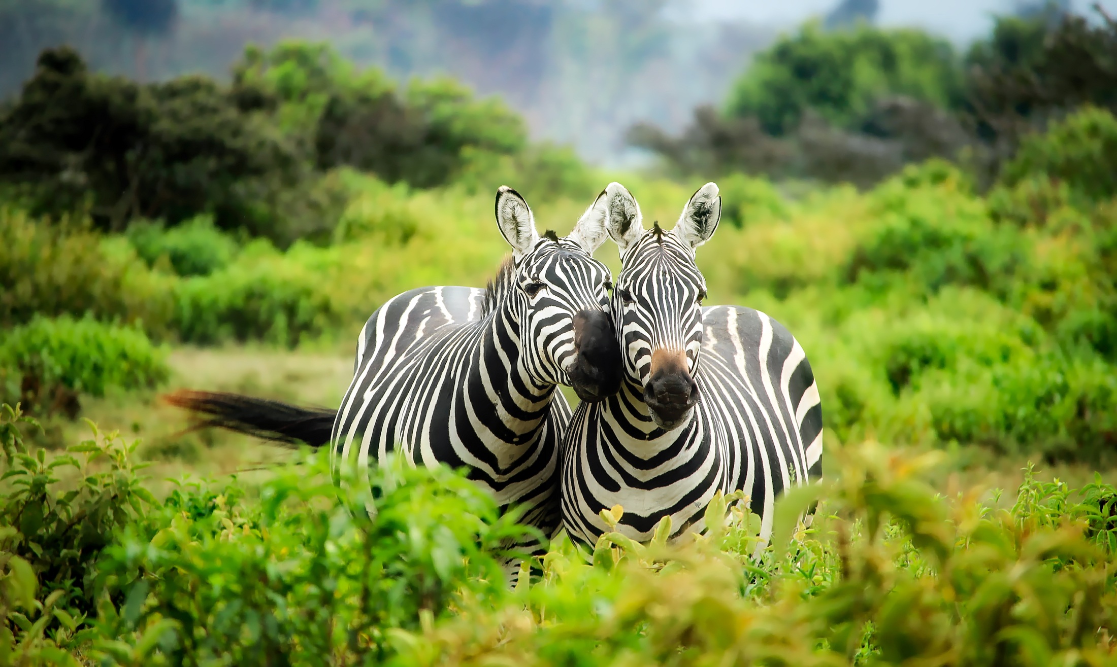 Zebras in Kenya - (Safari)