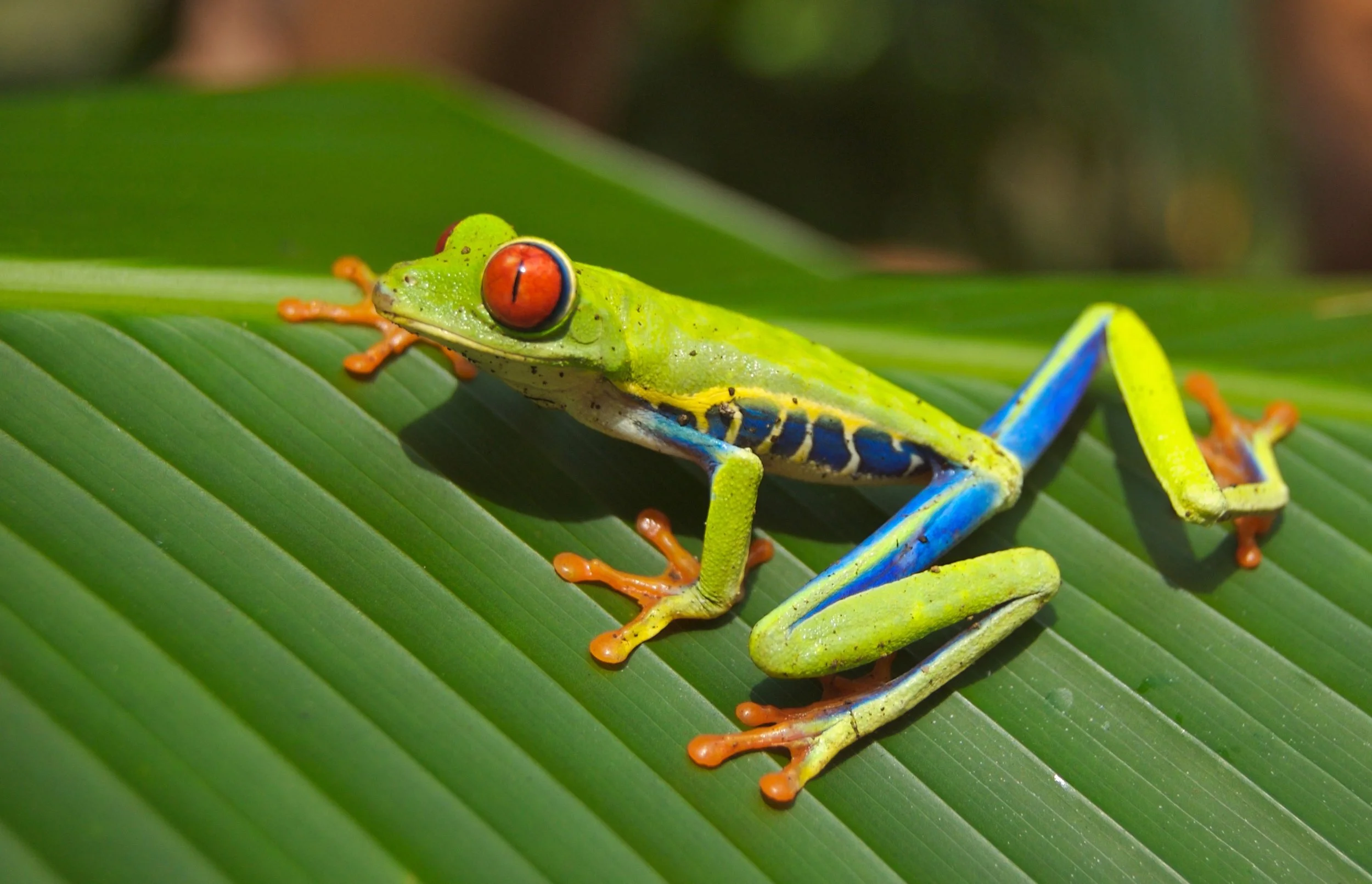 A Tree Frog in Costa Rica