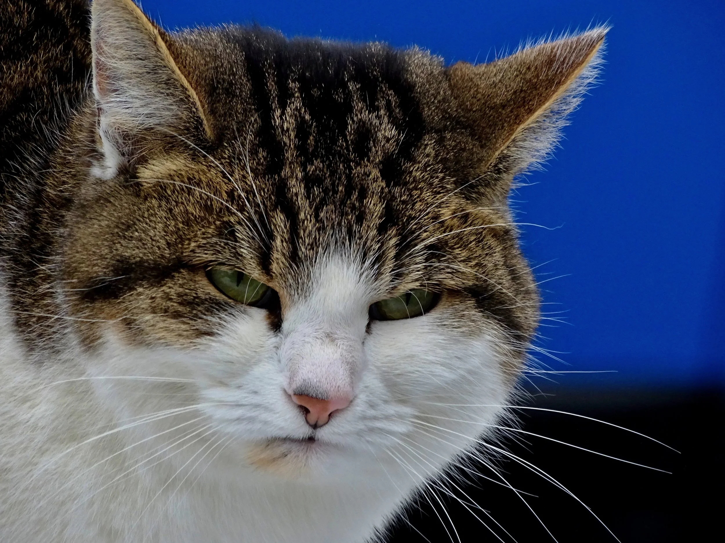 "'Tis so sweet, to be bitter" - Stubborn, Unwavering Cat
