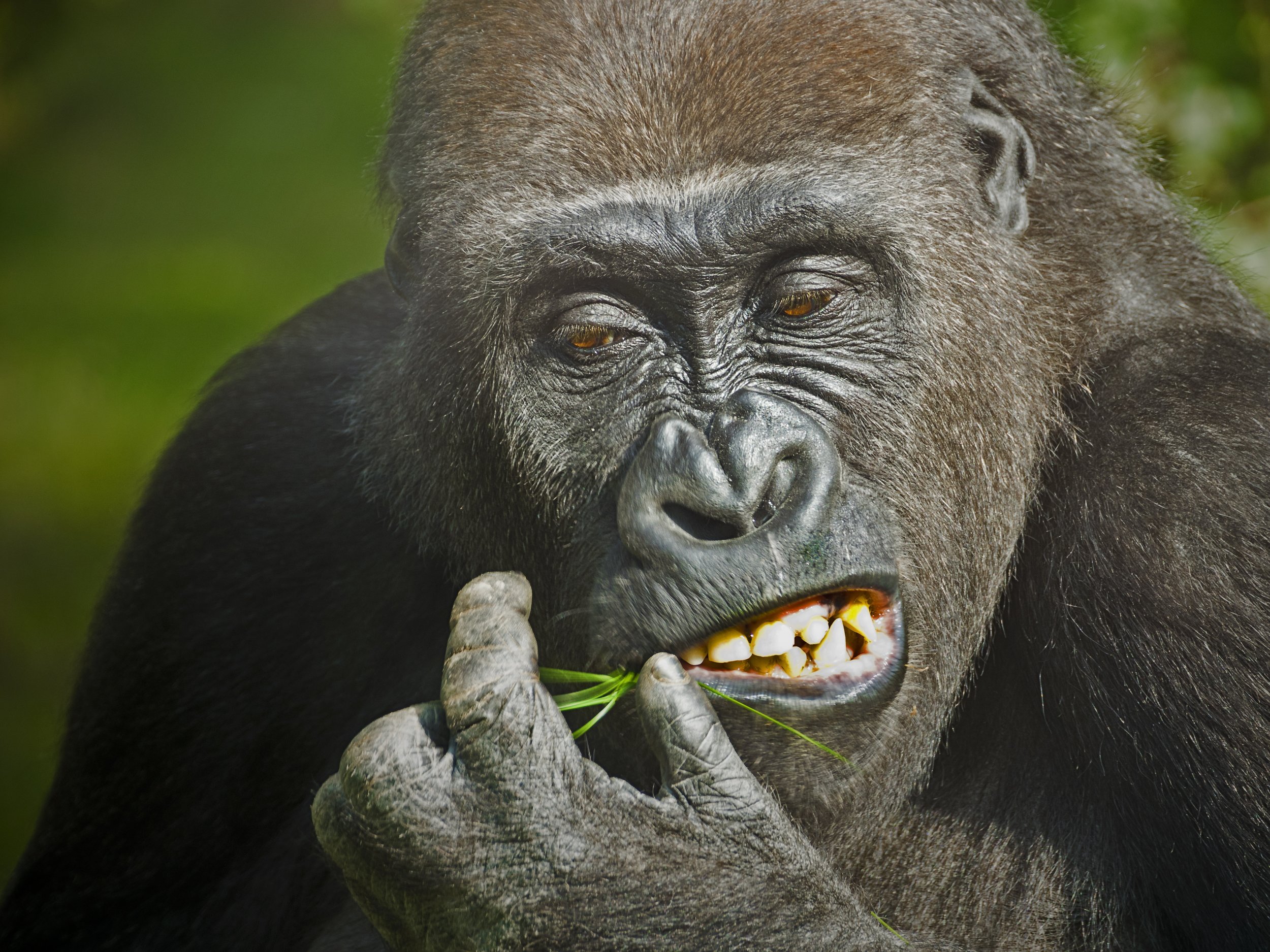 "Sure, I could learn, but I'm just so busy these days..." - The Lying Gorilla