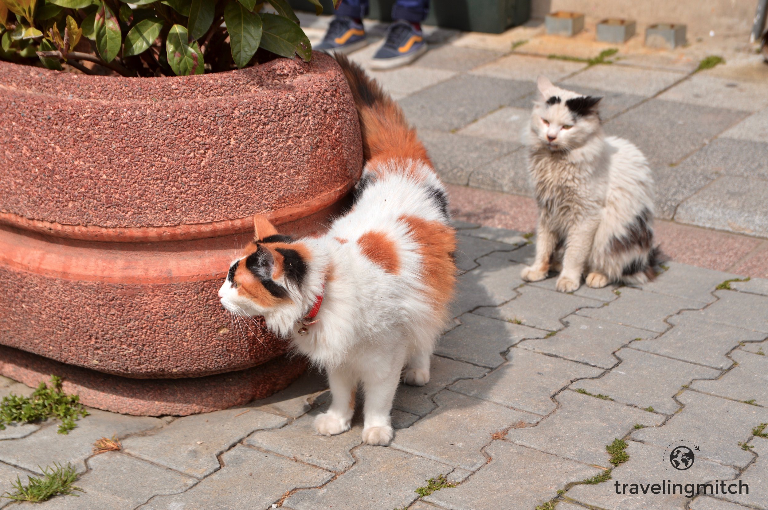 A classic example of the famous street cats in Istanbul, Turkey